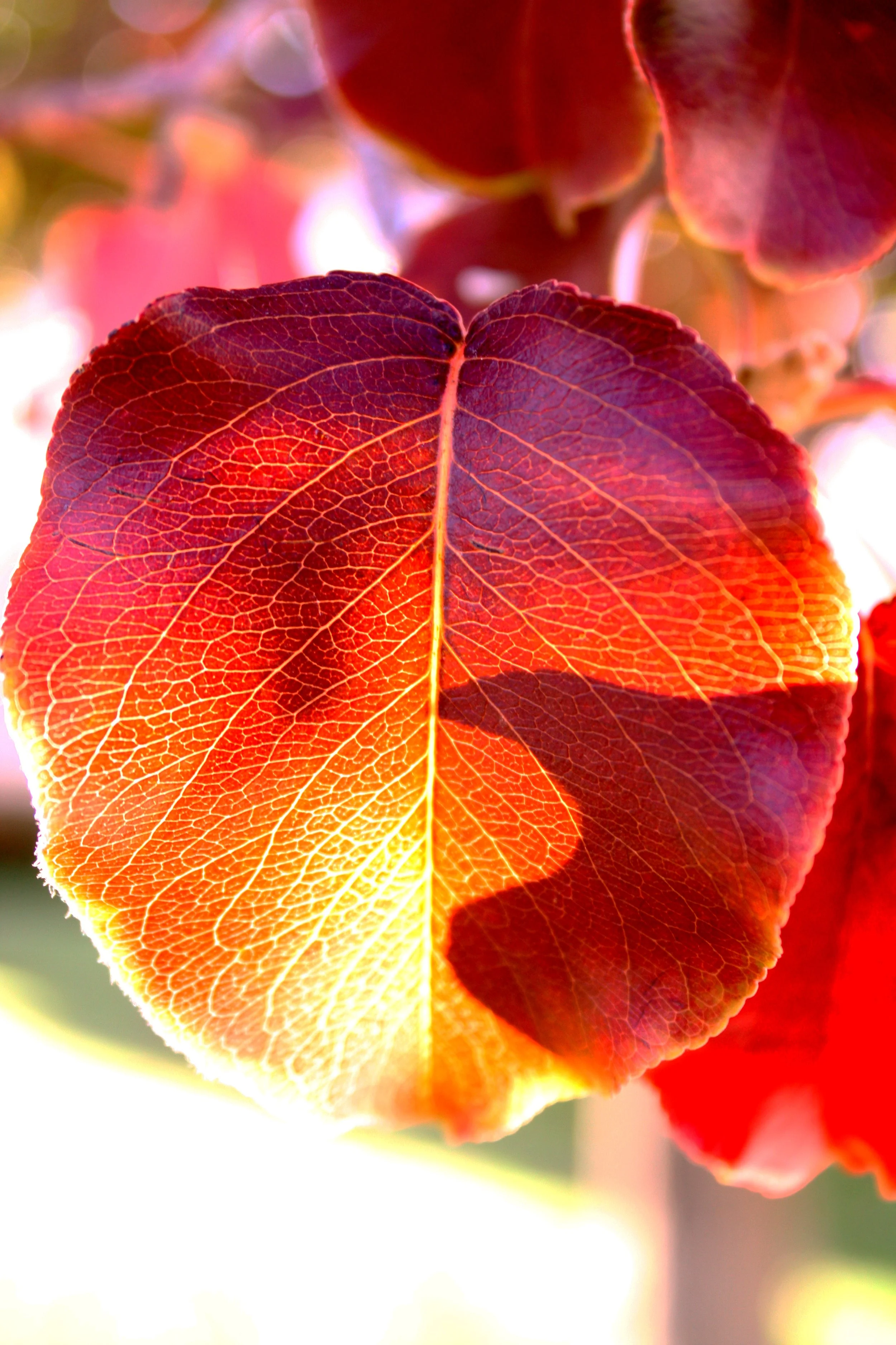"Orange Leaf" photo #4 in Nature series