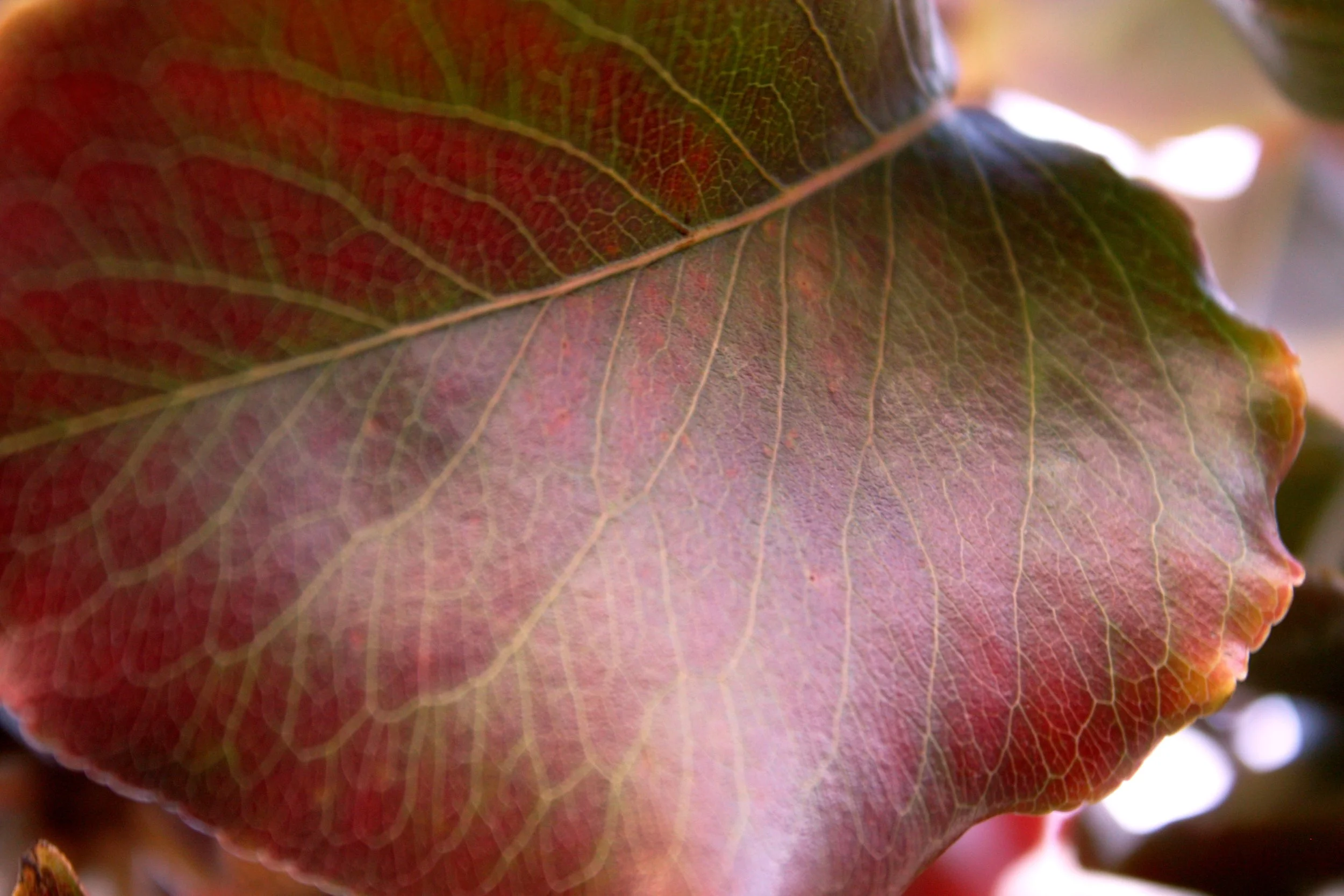 "Gradient Leaf" photo #7 in Nature series