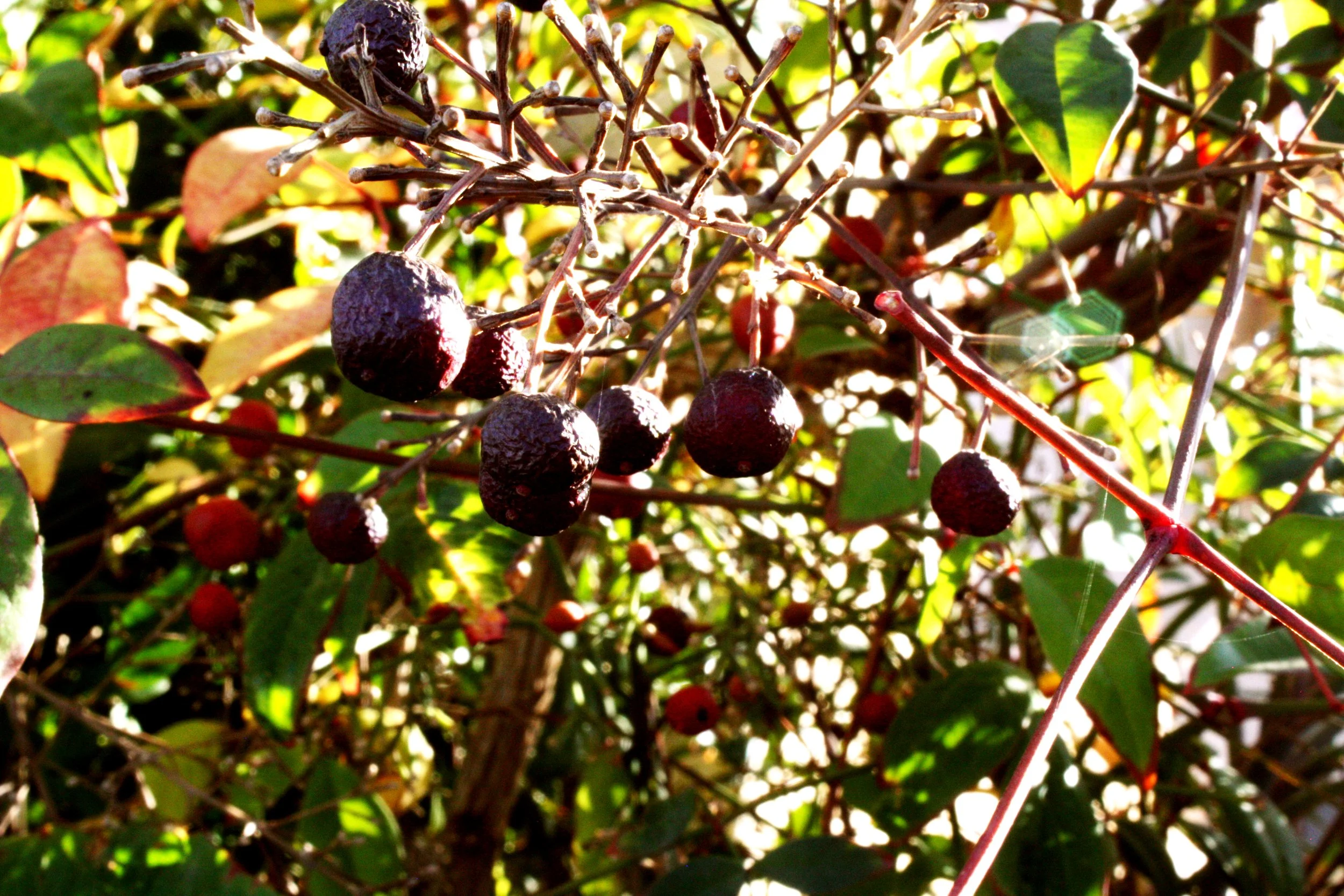 "Dried Berries" photo #8 in Nature series
