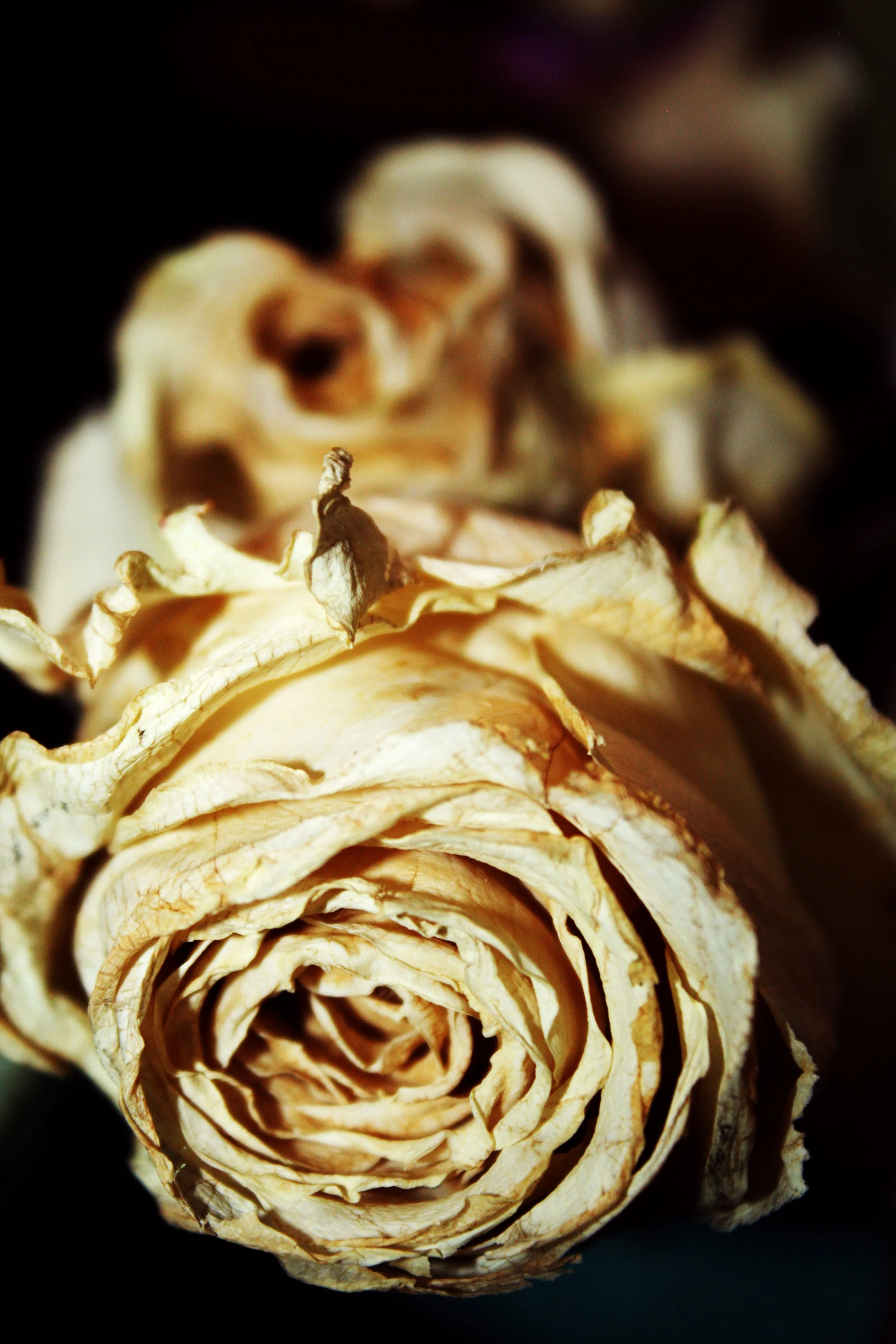 "Dried Rose 1" photo #1 in Nature series