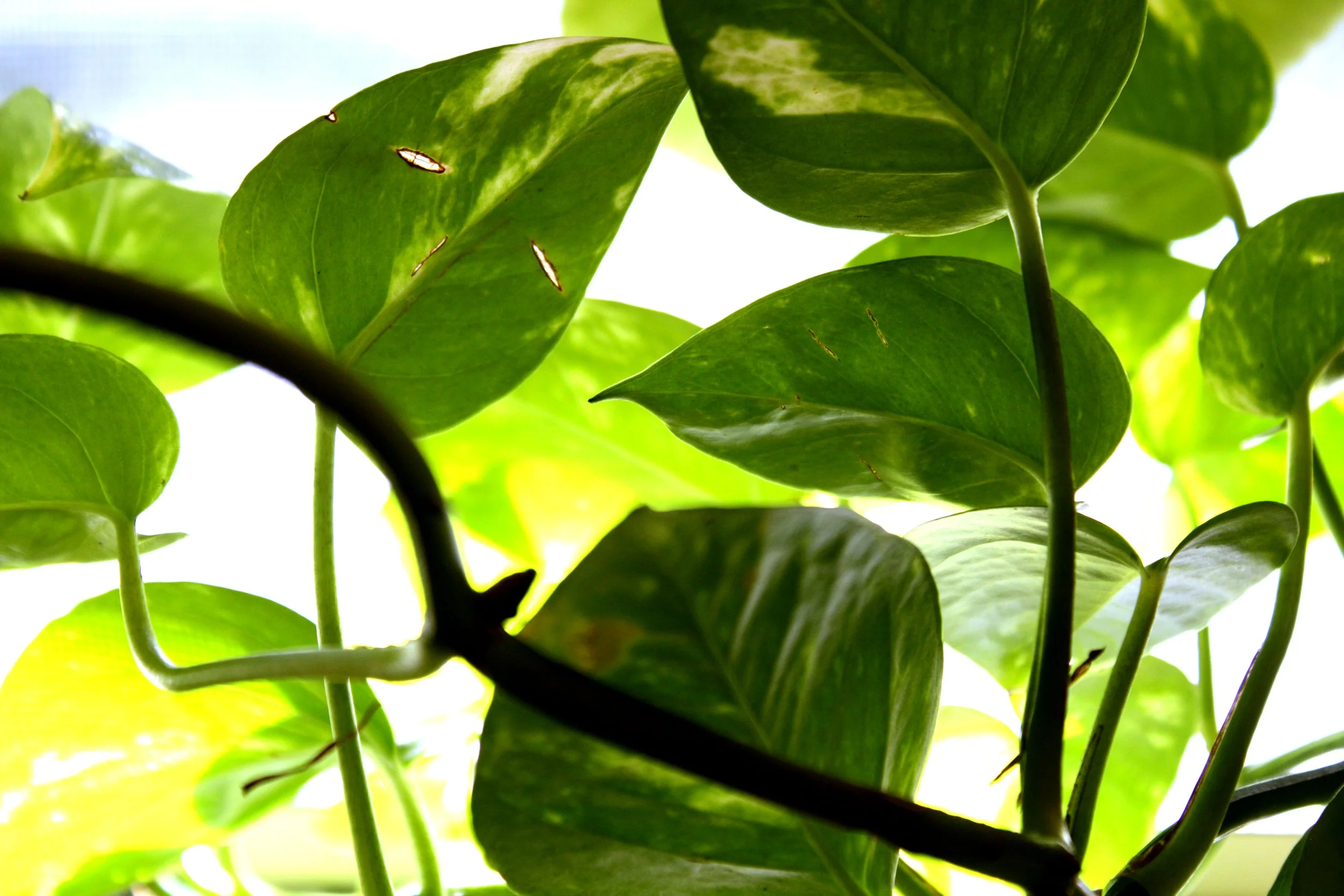 "Green Leaves" photo #2 in Nature series