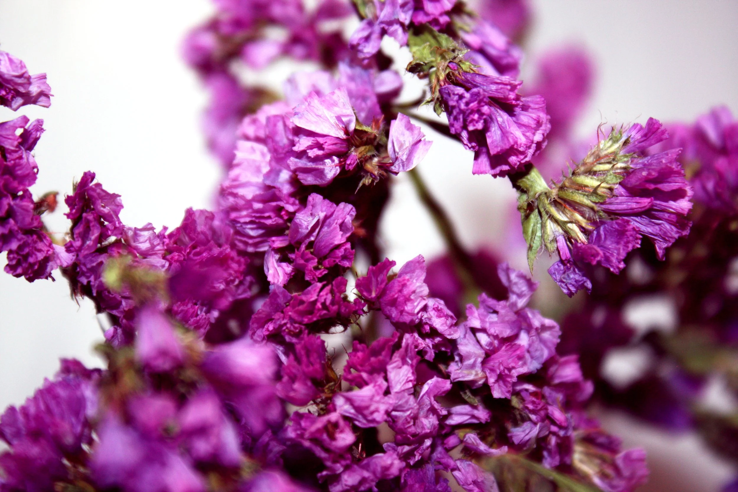 "Purple Flowers" photo #5 in Nature series