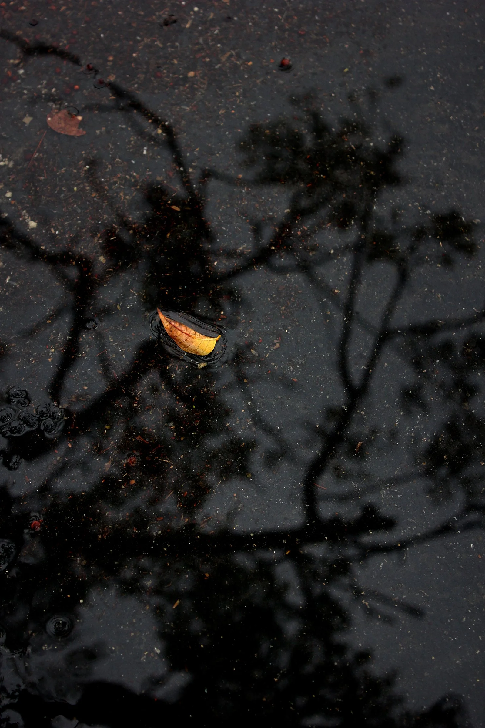 "Bright Leaf" photo #3 in Gloomy series