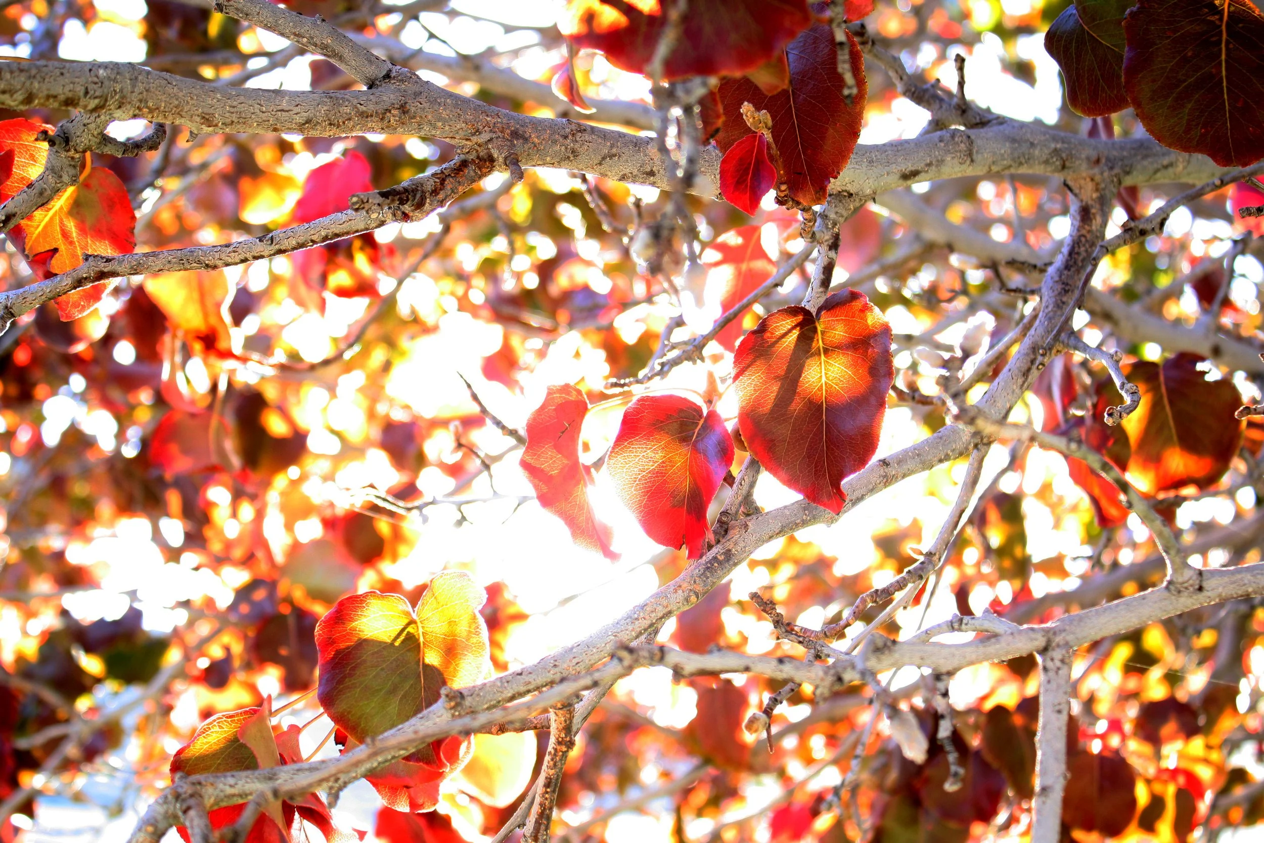 "Fall Leaves" photo #3 in Nature series