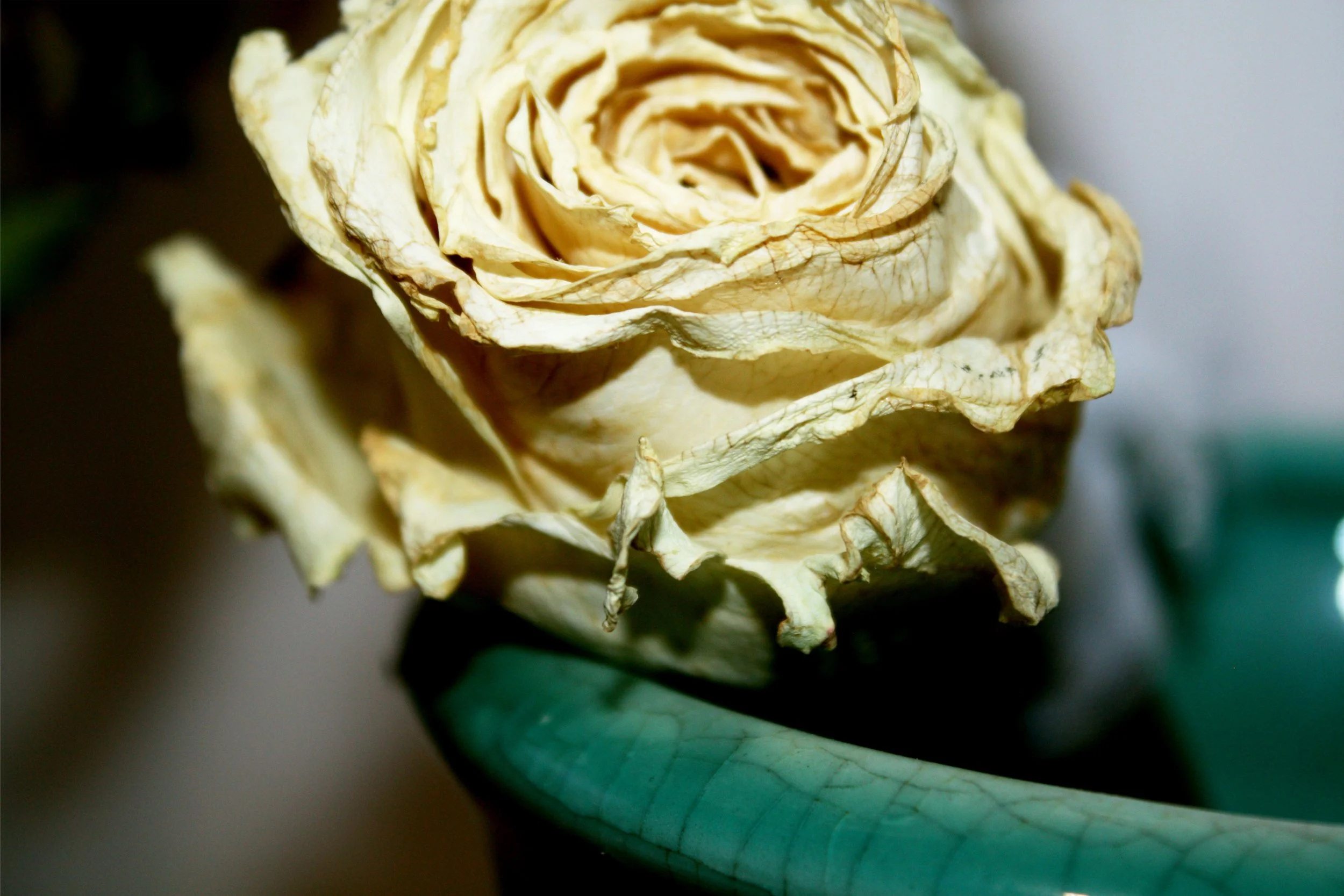 "Dried Rose 2" photo #6 in Nature series