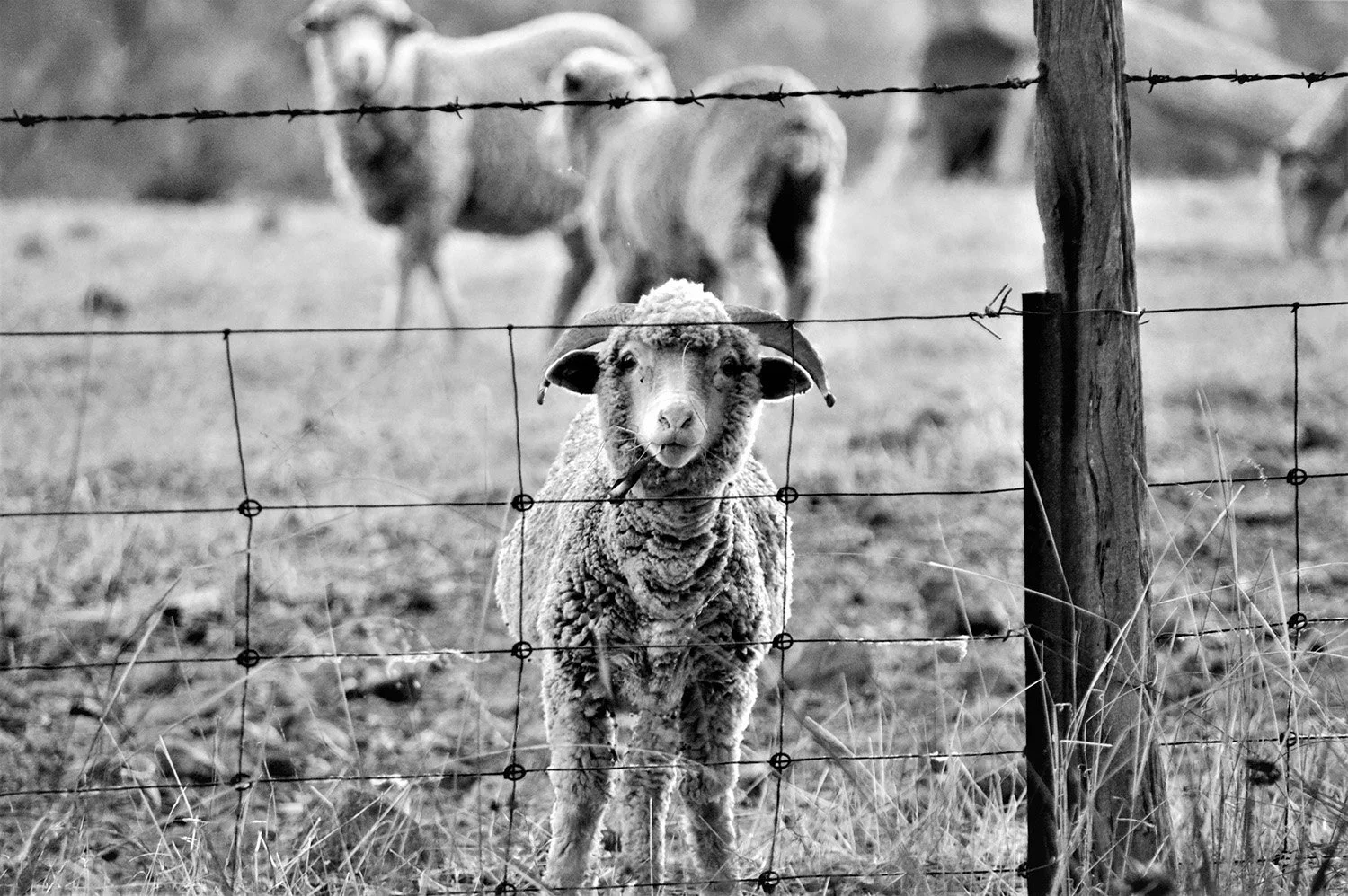 Sheep 2_web_quality.jpg