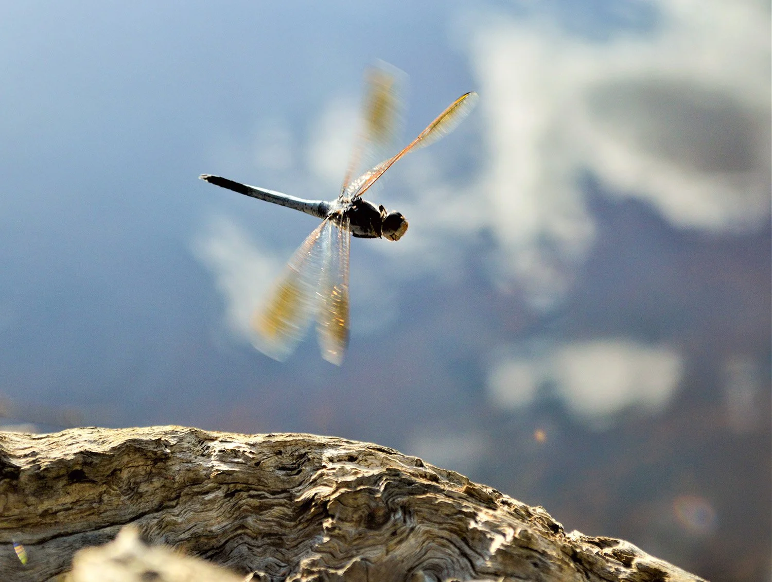 Dragonfly_web_quality.jpg