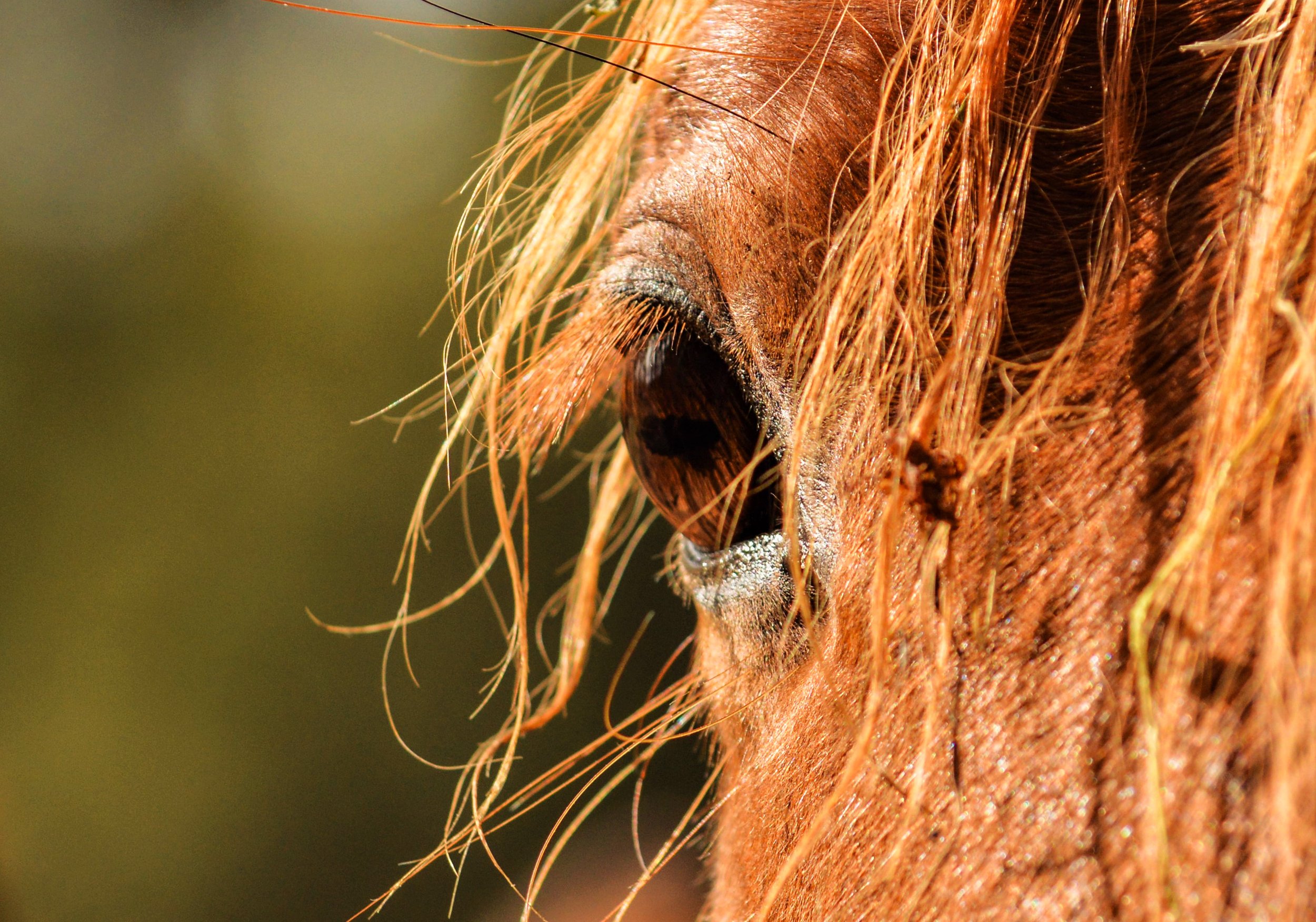 horse2.jpg