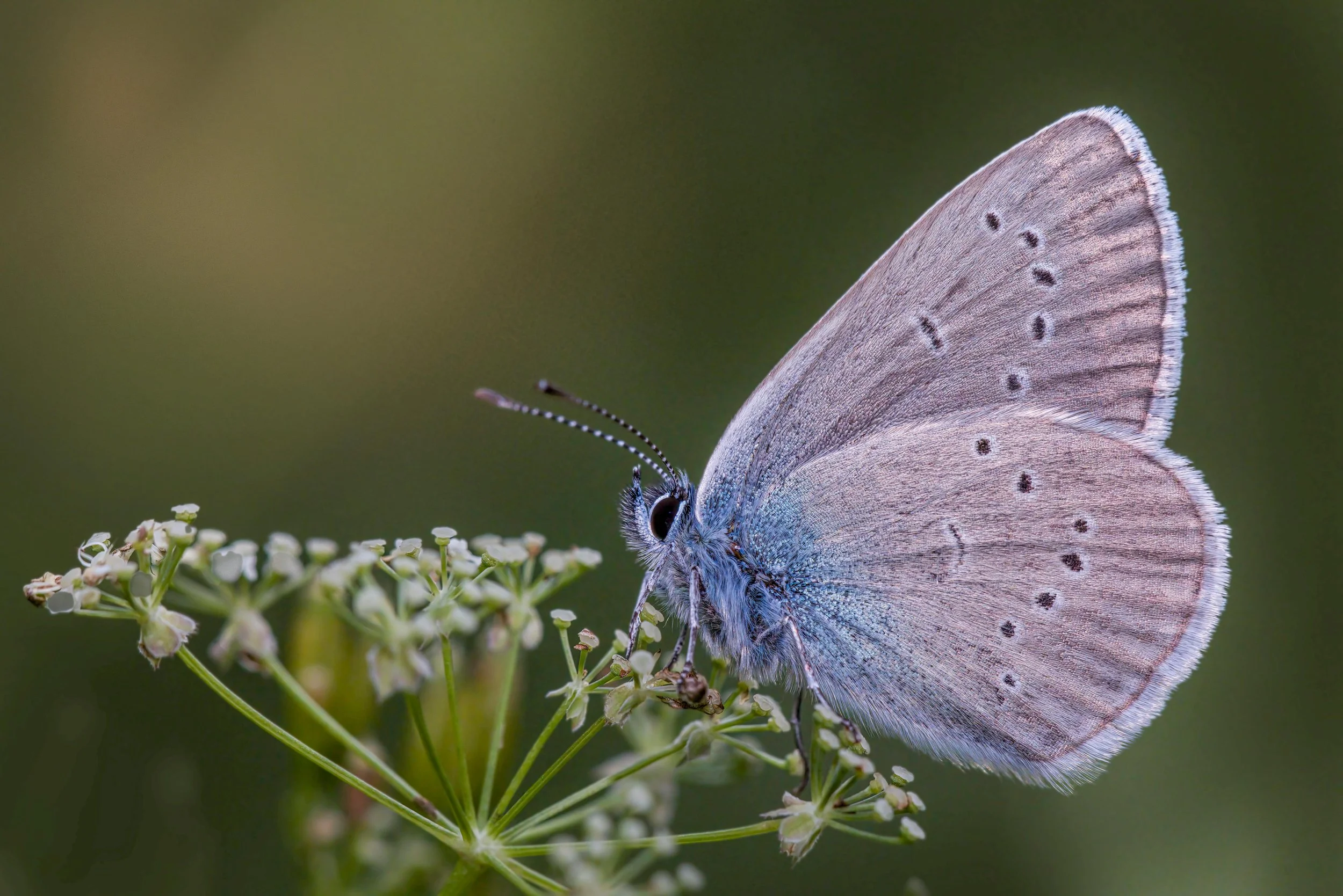 Ein blauer Schmetterling auf einer Blume, mit detaillierten Flügeln und Antennen, vor unscharfem grünen Hintergrund.