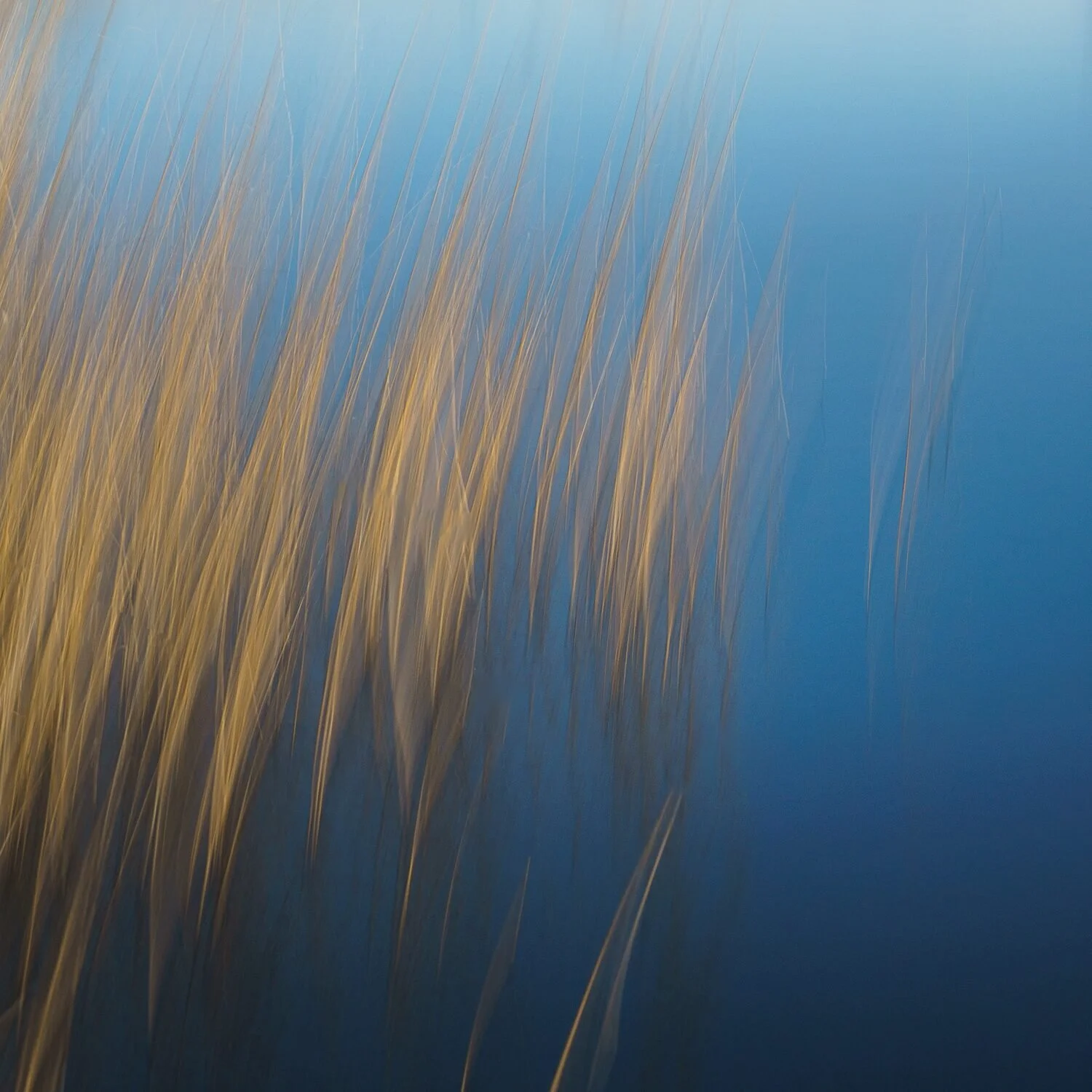 Louise-collier-fine-art-photography-follow-the-Sun-print-water-reeds-nature-waterscapes-3.jpg