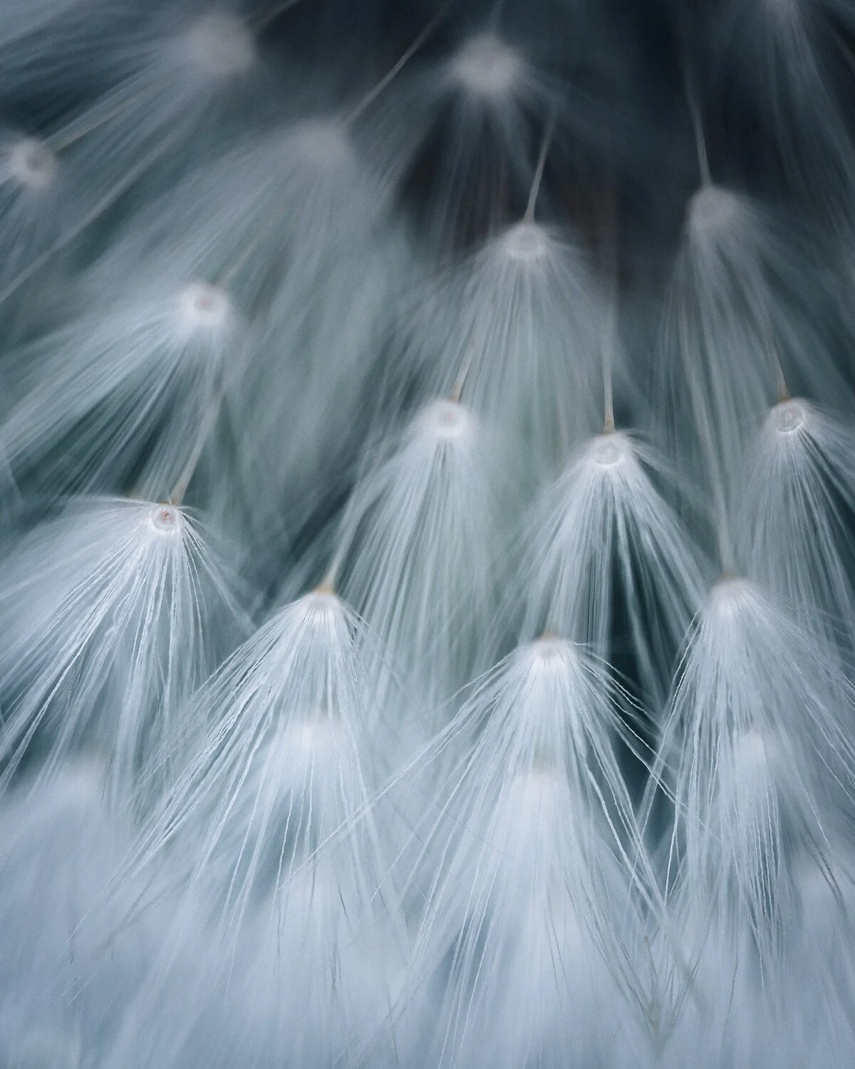 Louise-collier-fine-art-photography-Pappus-print-sony-dandelion-seedhead-plants-10.jpg