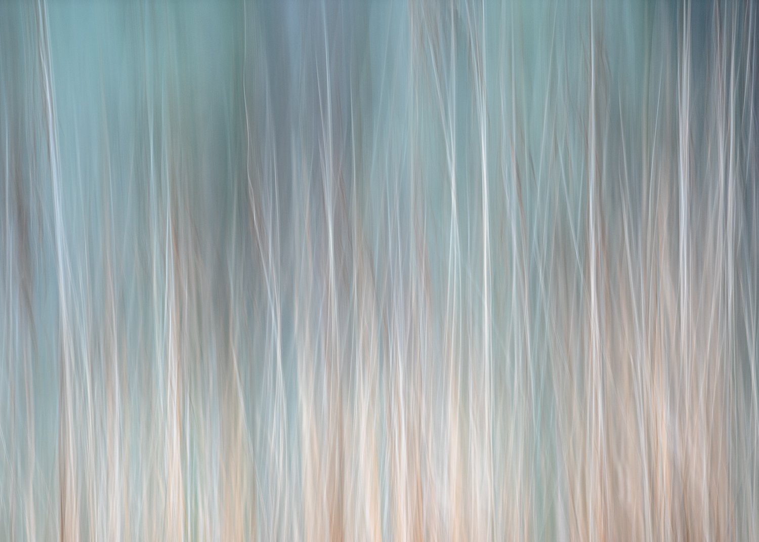 Winter Reeds