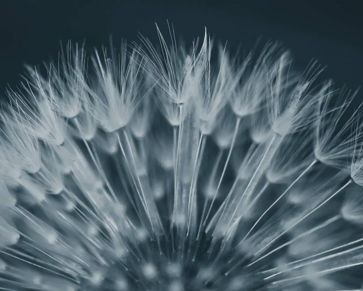Louise-collier-fine-art-photography-Preflight-print-sony-dandelion-seedhead-nature-plants-11.jpg