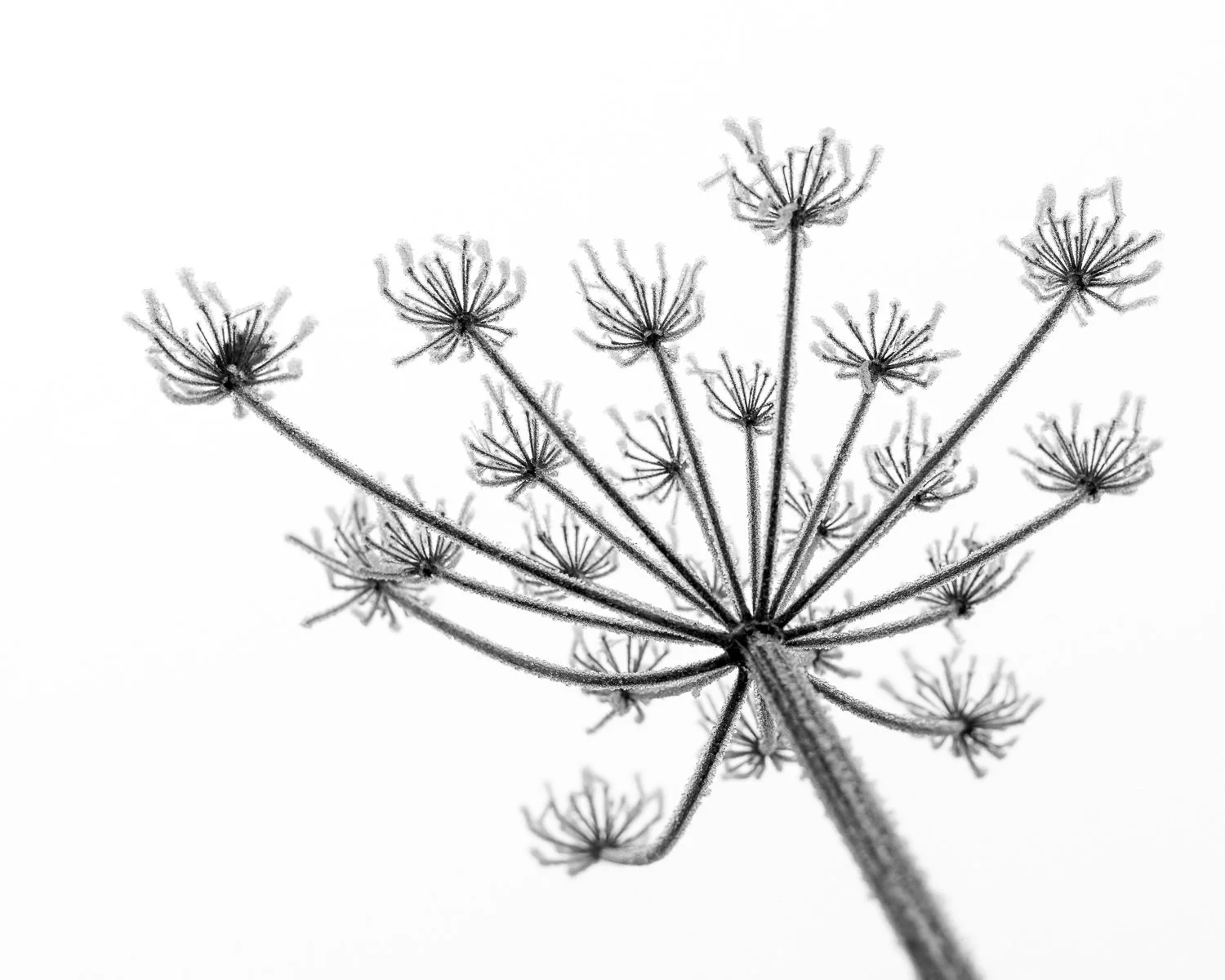 Louise-collier-fine-art-photography-print-sony-cows-parsley-winter-frosty-nature-plants-black_and_white-13.jpg