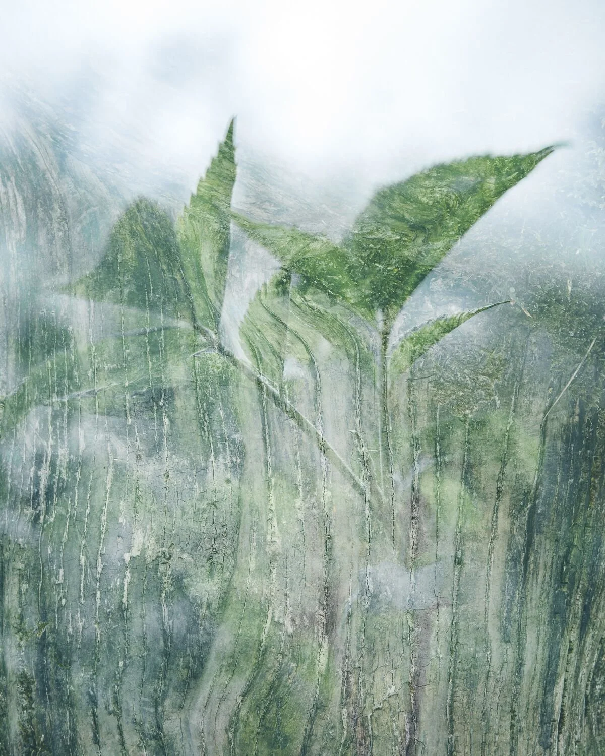 Louise-collier-fine-art-photography-Transition-print-spring-nature-multiple-exposure-ricoh-plants-6.jpg