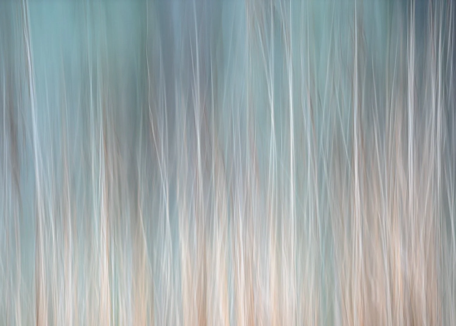 louise collier fine art print photography reeds plant nature icm long exposure painterly