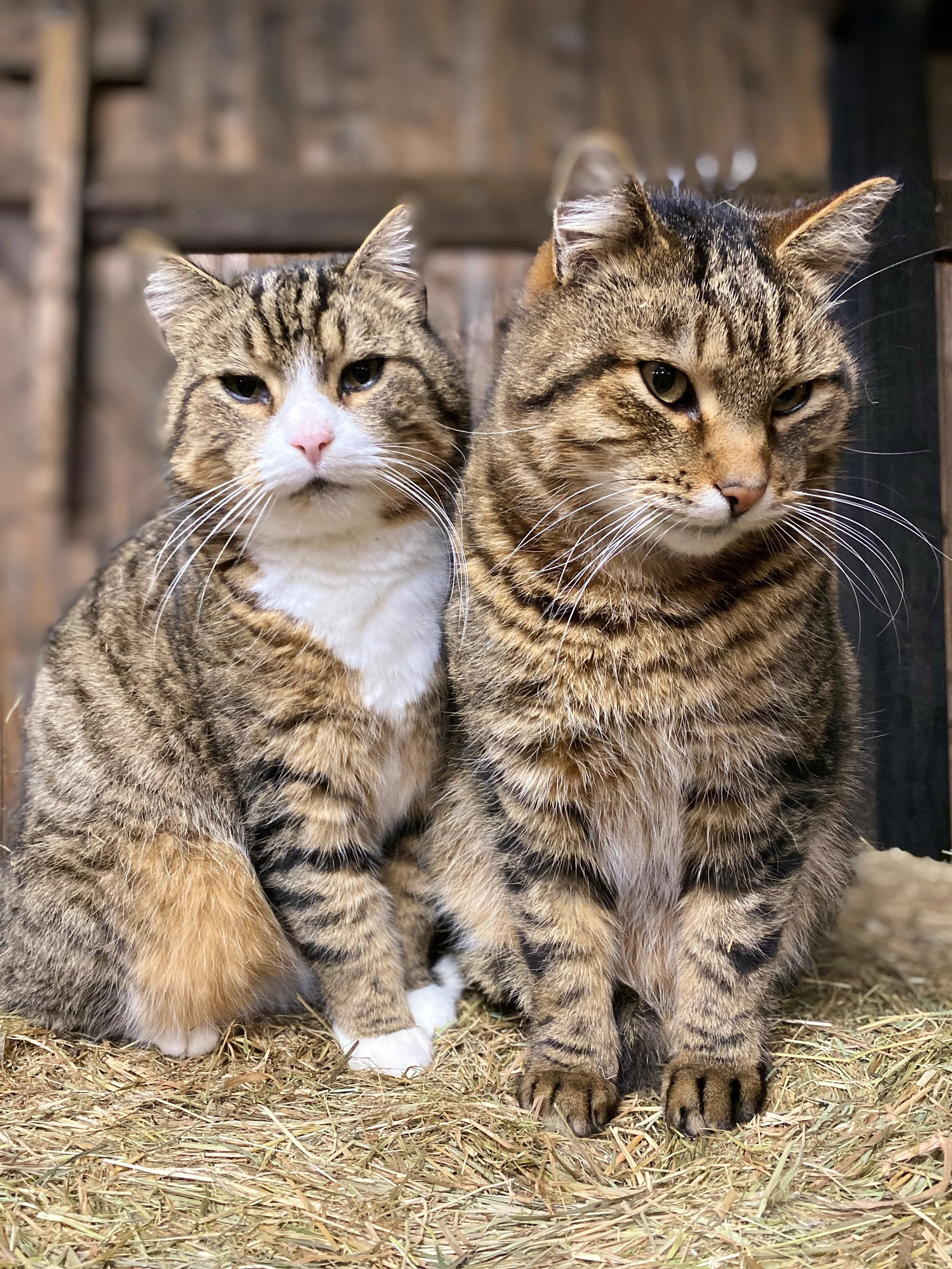 Katzen.jpg