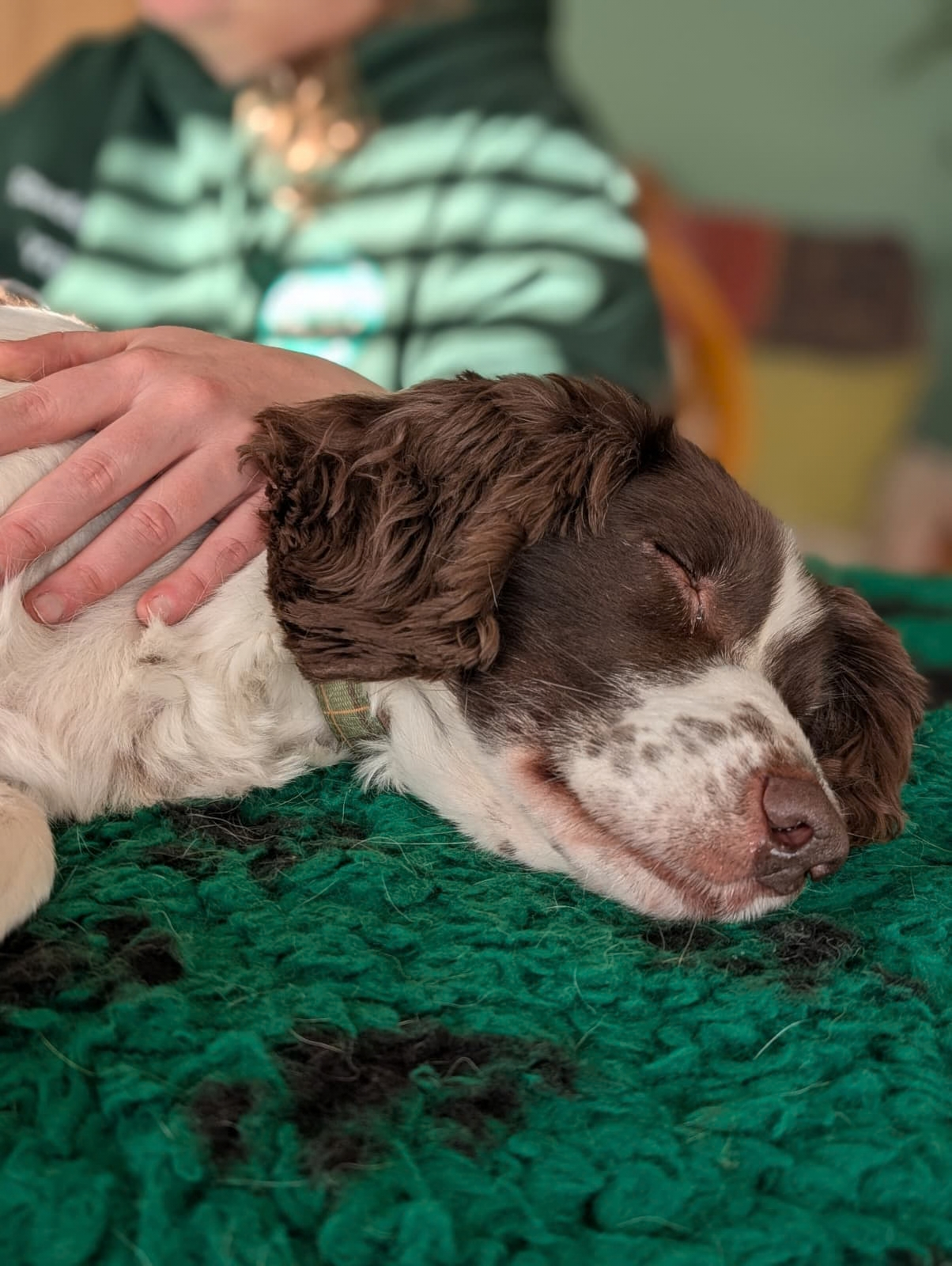 Liver and white Springer Spaniel asleep on a green fleece blanket. A canine massage therapists hand rest on her shoulder