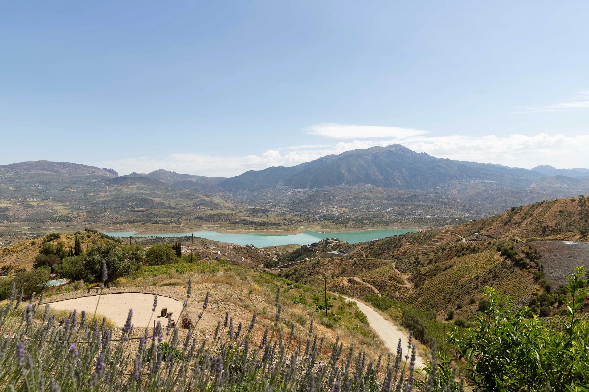 Landscape view of rolling hills with lavender plants in the foreground, a lake in the middle distance, and mountains in the background on a partly cloudy day.