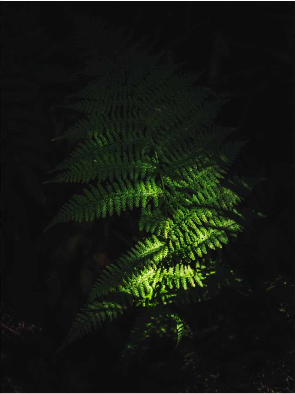 PNEUMA / 2006