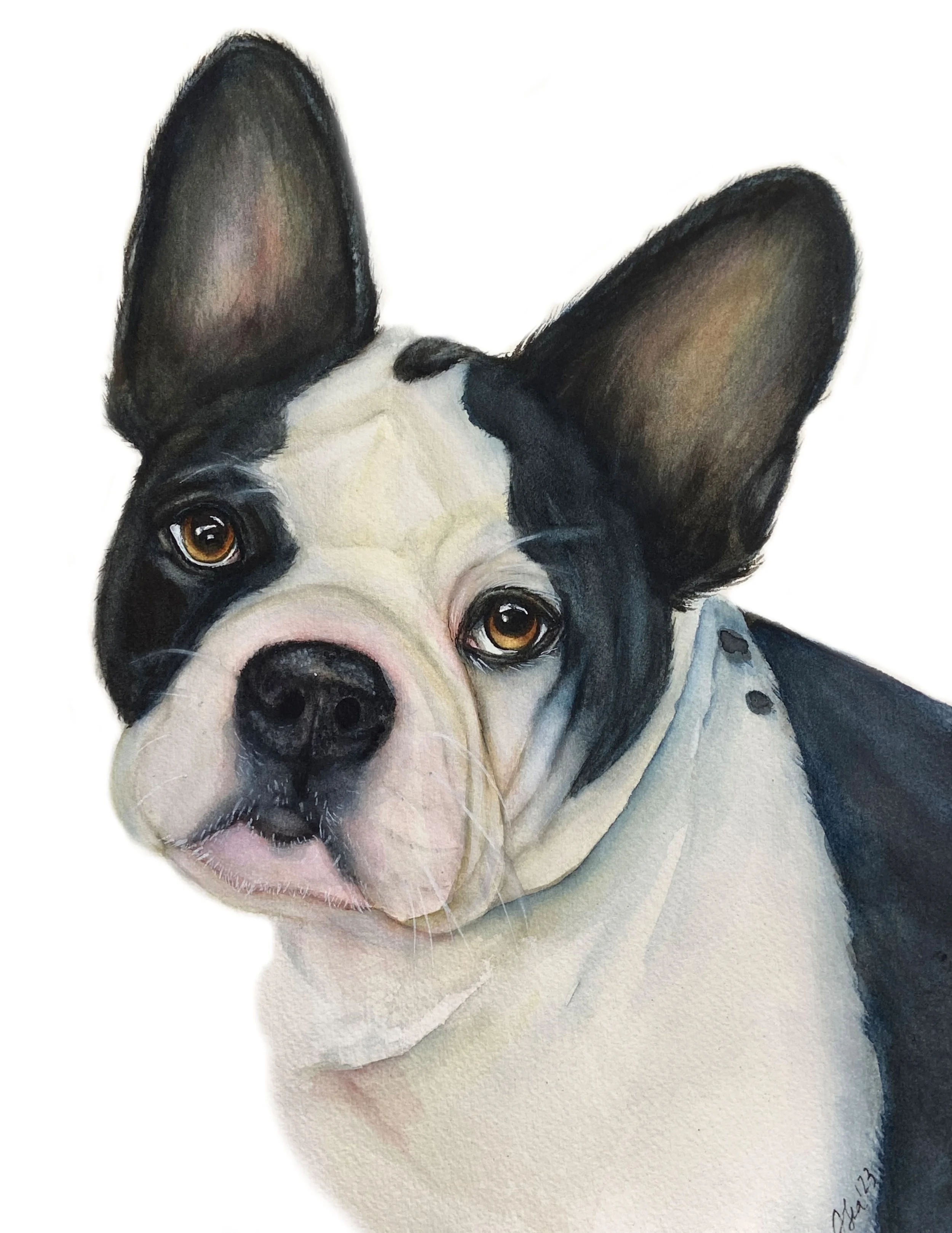 Frenchie.JPG