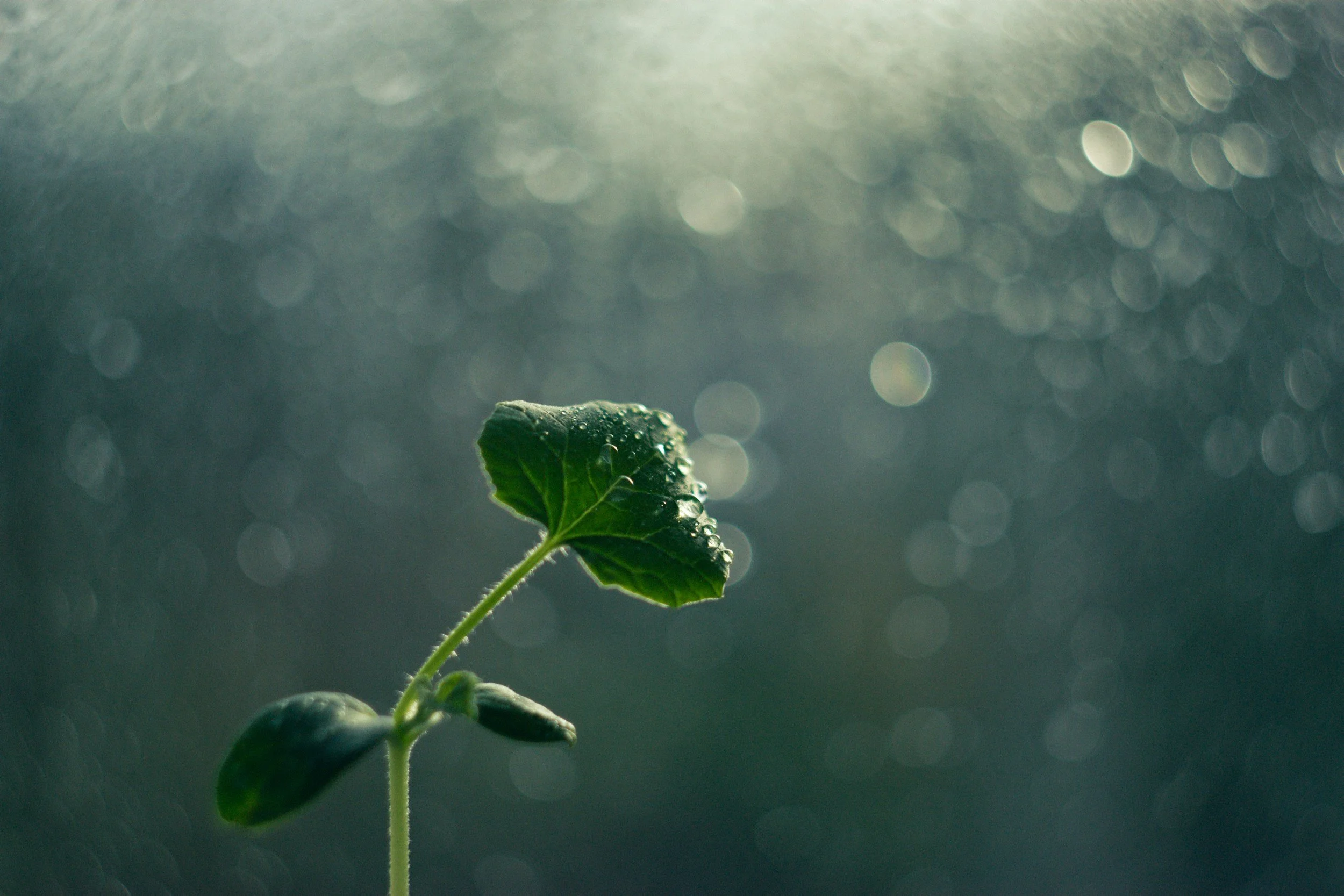 A small green plant seedling with droplets of water on its leaves, set against a blurred, bokeh background with sunlight reflecting on water.