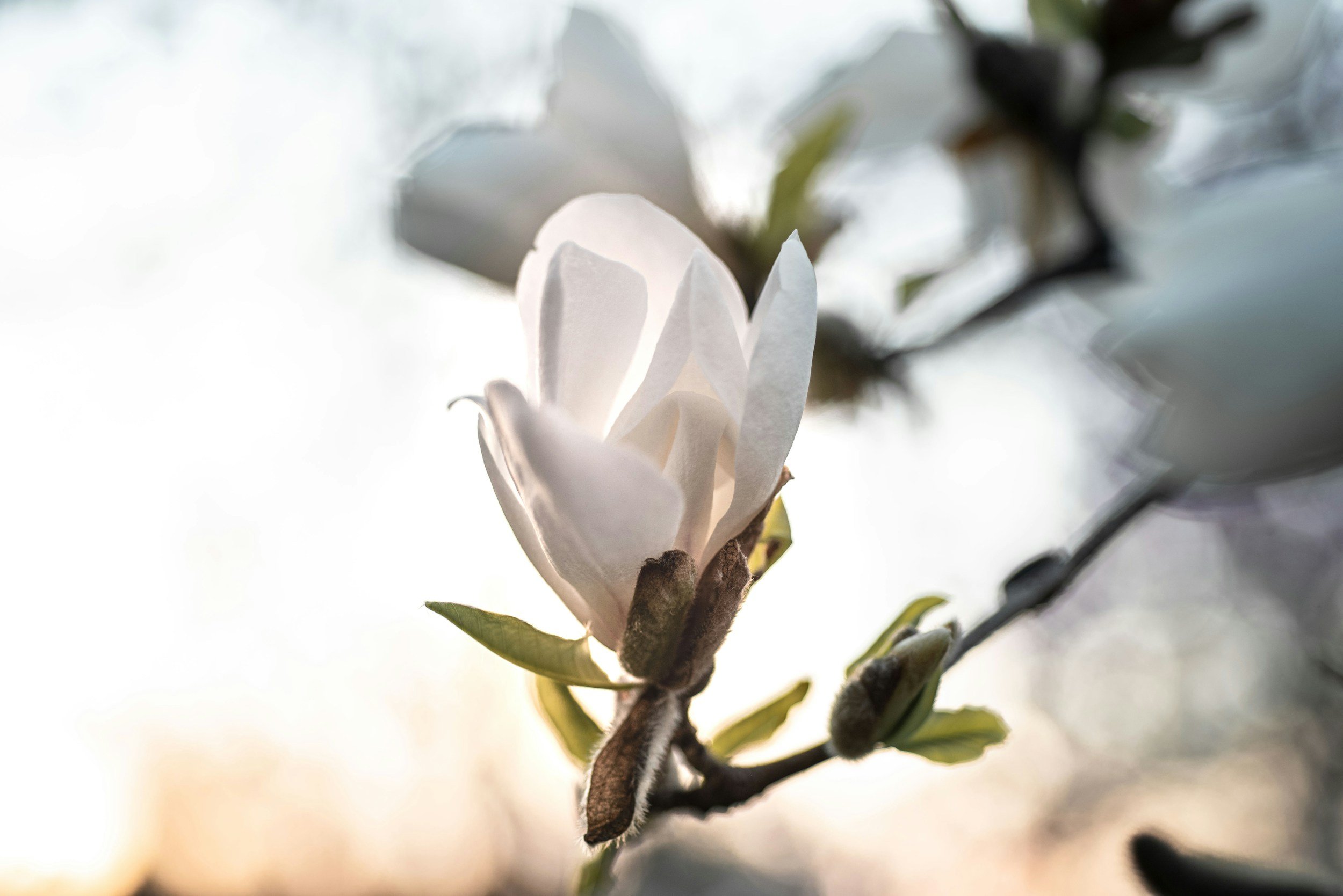 Close-up of a blooming white flower on a branch with green leaves, softly blurred background.
