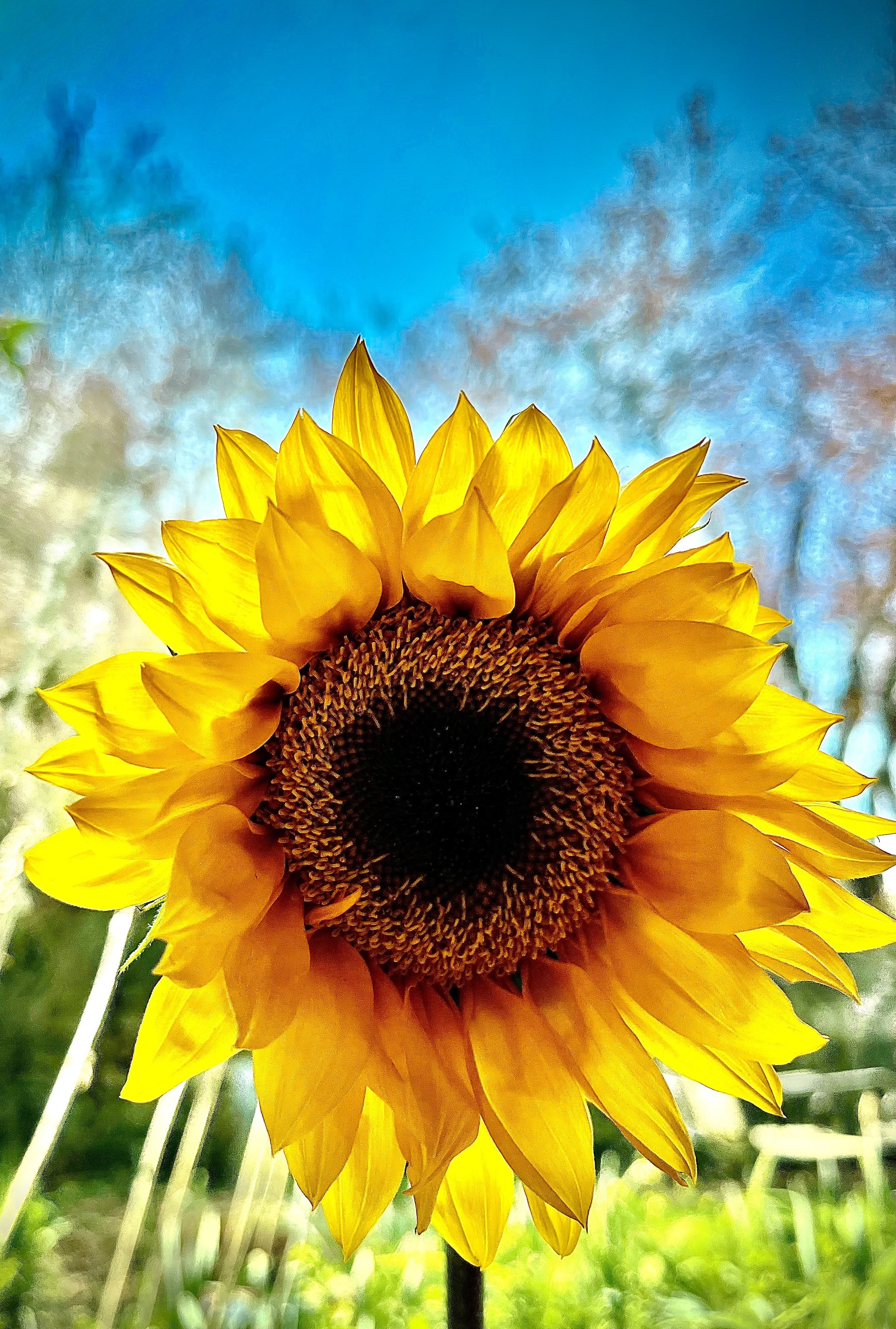 An Invitation to Connect with Your Trauma Response to Heal