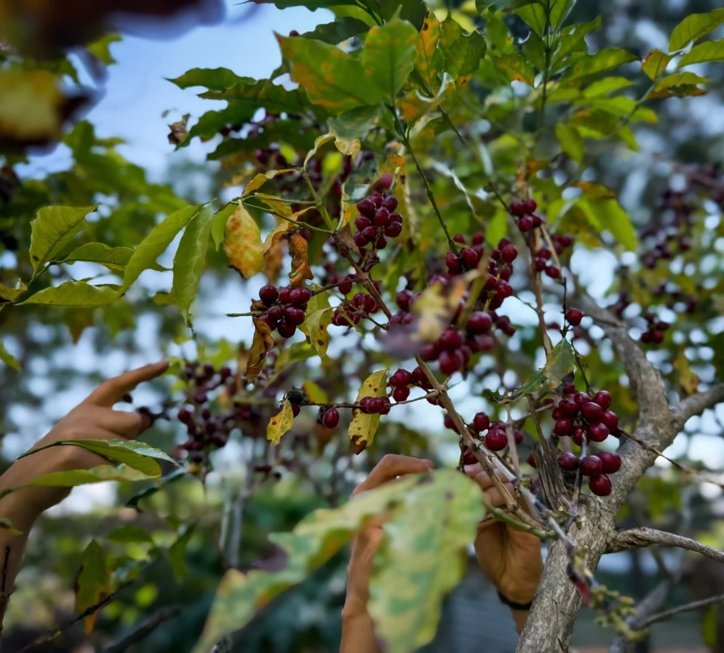 Today we harvested coffee cherries straight from the plants growing in our own garden &mdash; a small but special reminder of how alive this land is. Each cherry was picked by hand, with care, patience, and love for the process.

This is what we love