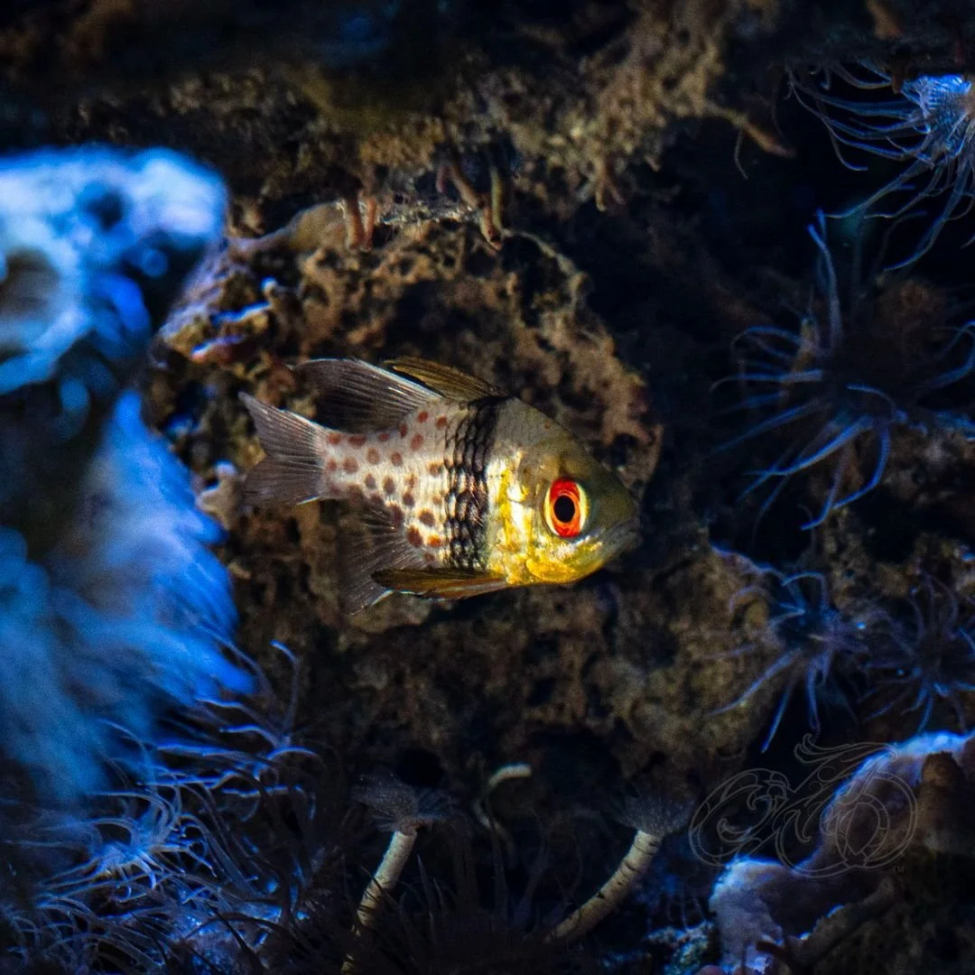 🐠 Our reef is alive… but something’s missing — names!
Meet the newest residents of Aloha Tattoos’ saltwater sanctuary — each of these beauties is waiting for you to help name them!
🫧 Come celebrate our Grand Opening