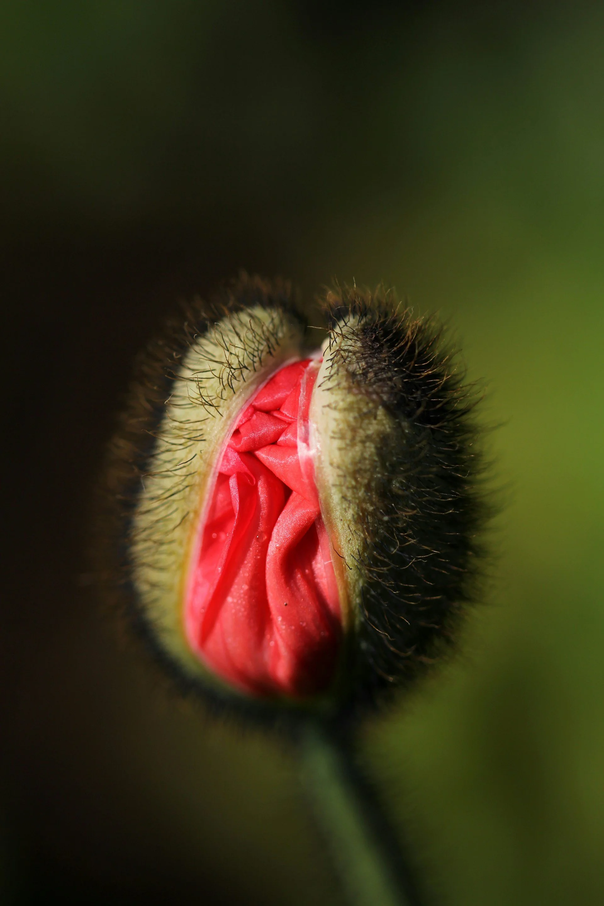 Is My Vulva Normal? On Body Image, Shame, and Coming Home to Yourself