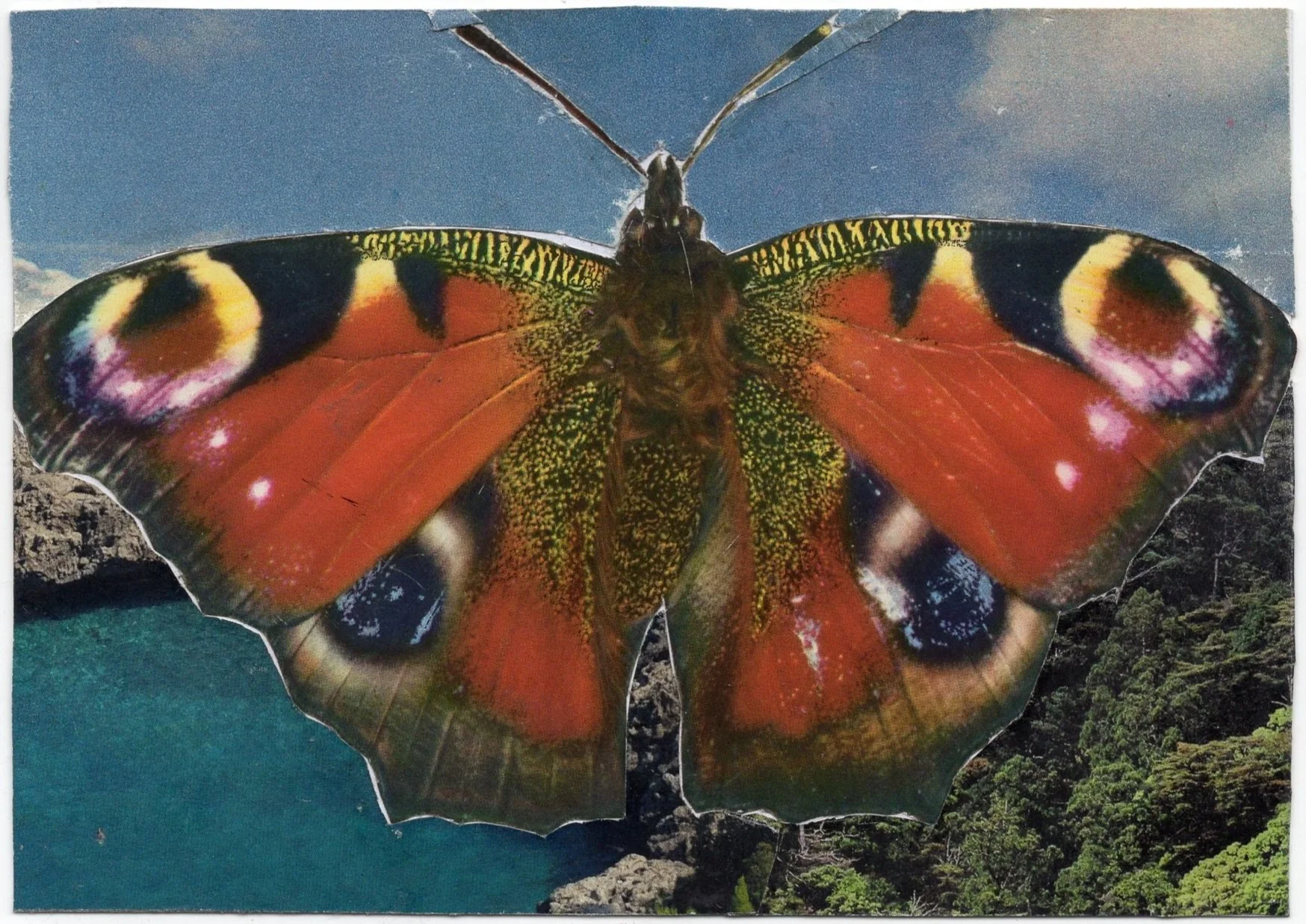 Butterfly friend