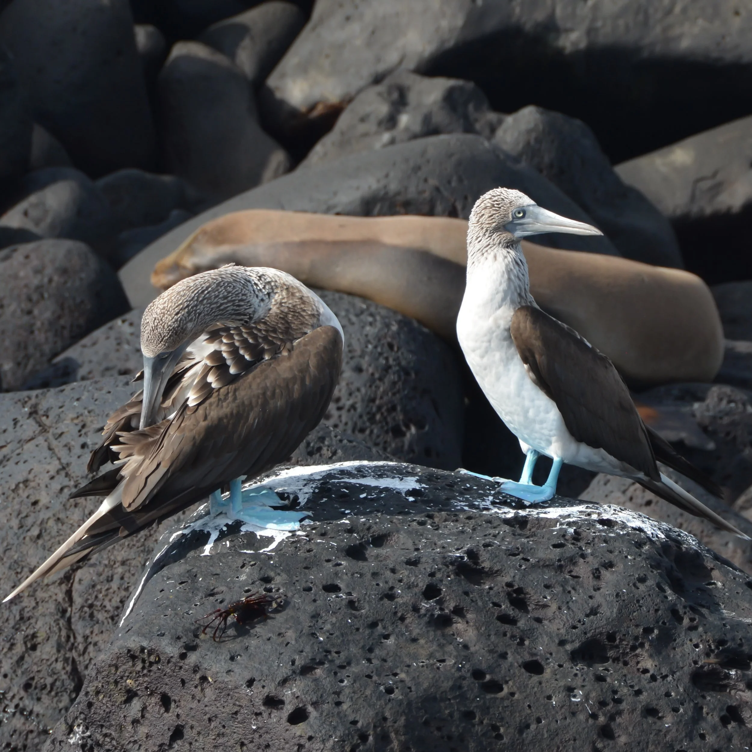 Blue-footed Boobies, Galapagos