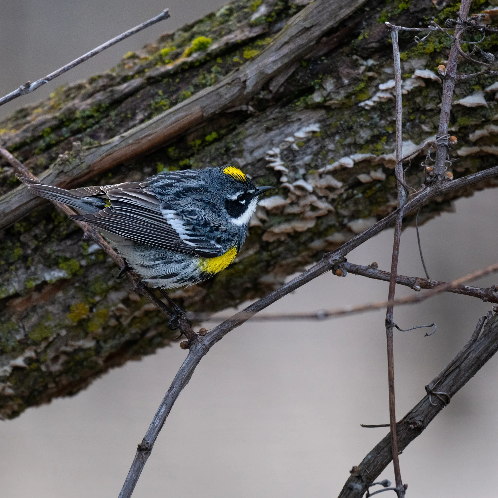 Little Yellow Patches