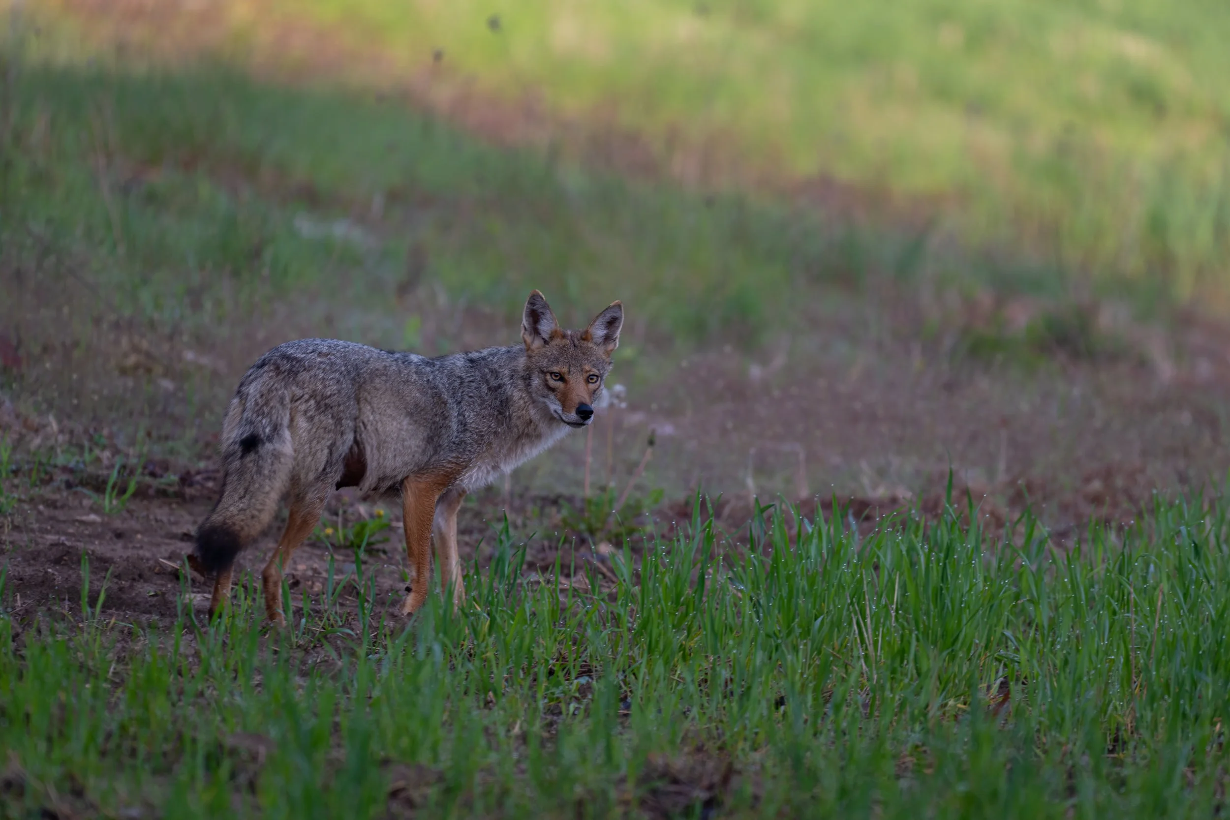 Surprised Coyote in Door County