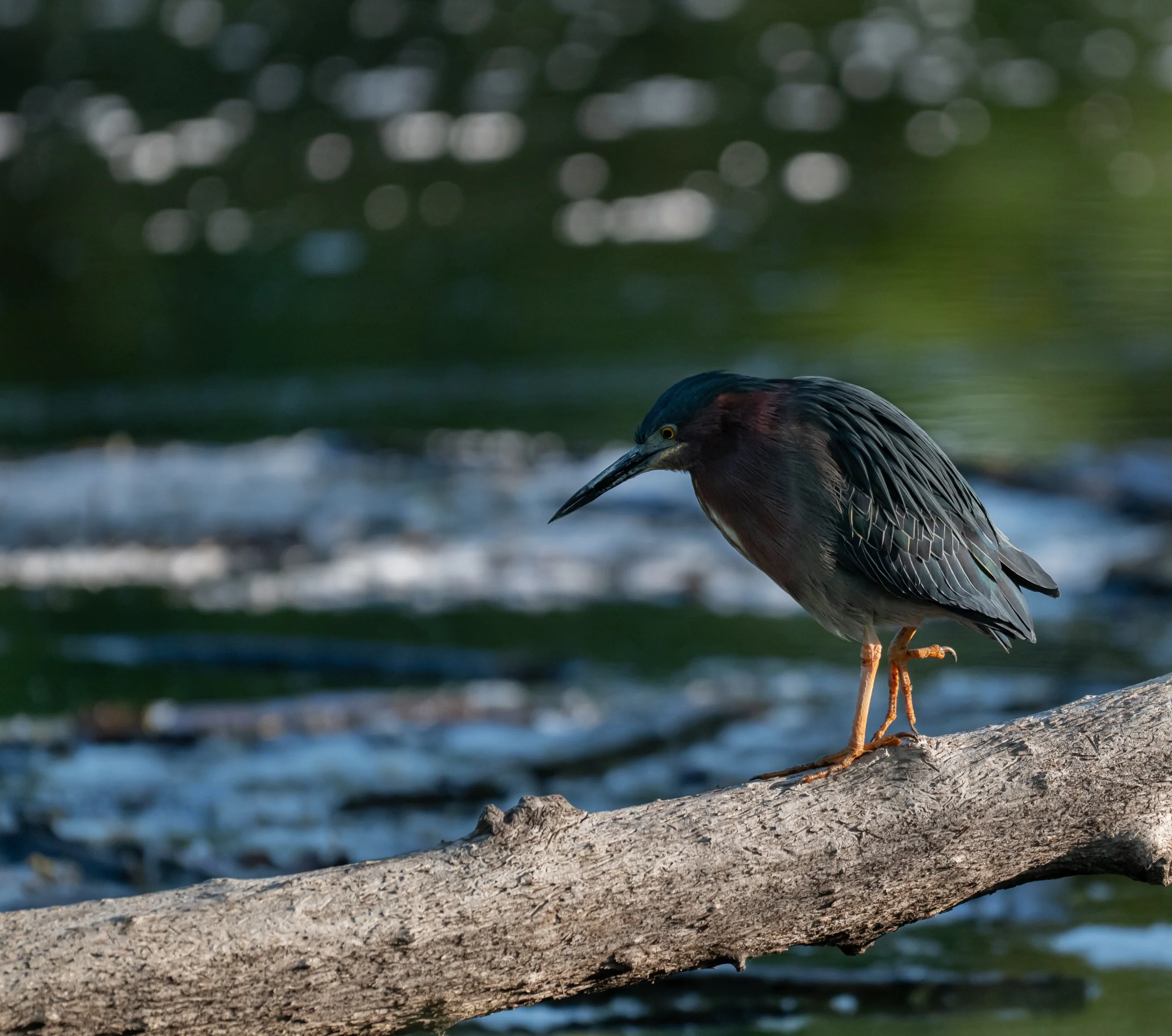 Green Heron Hunting
