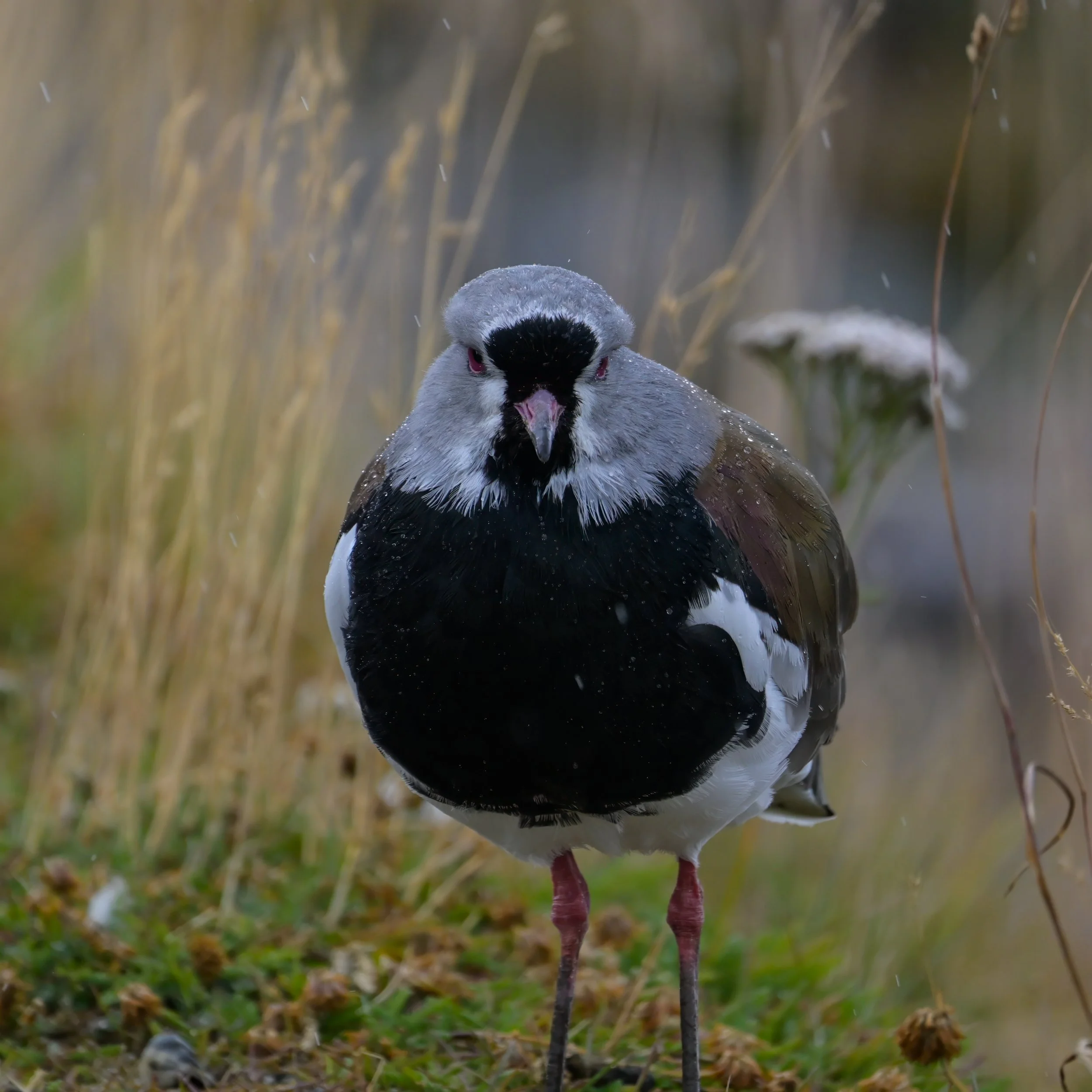 Patagonian Lapwing