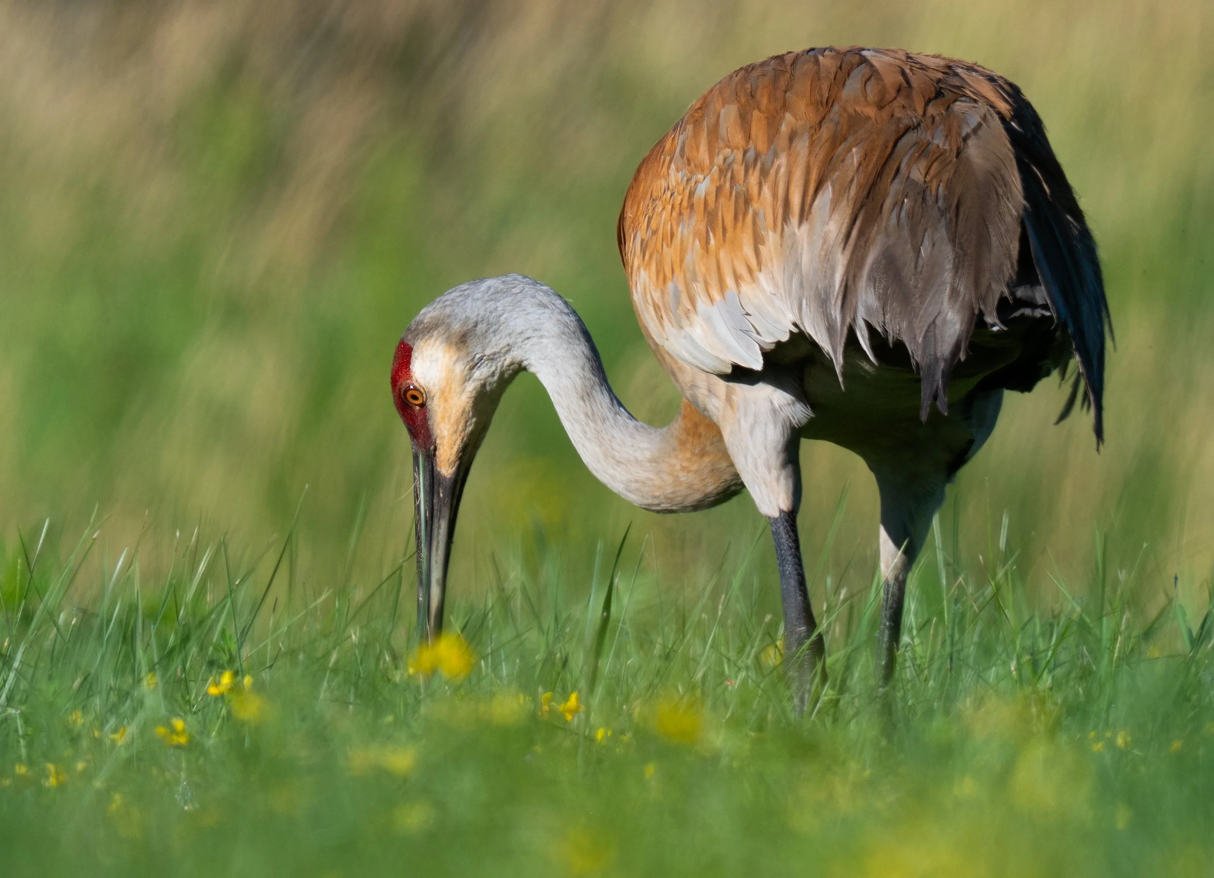 Sandhill Crane