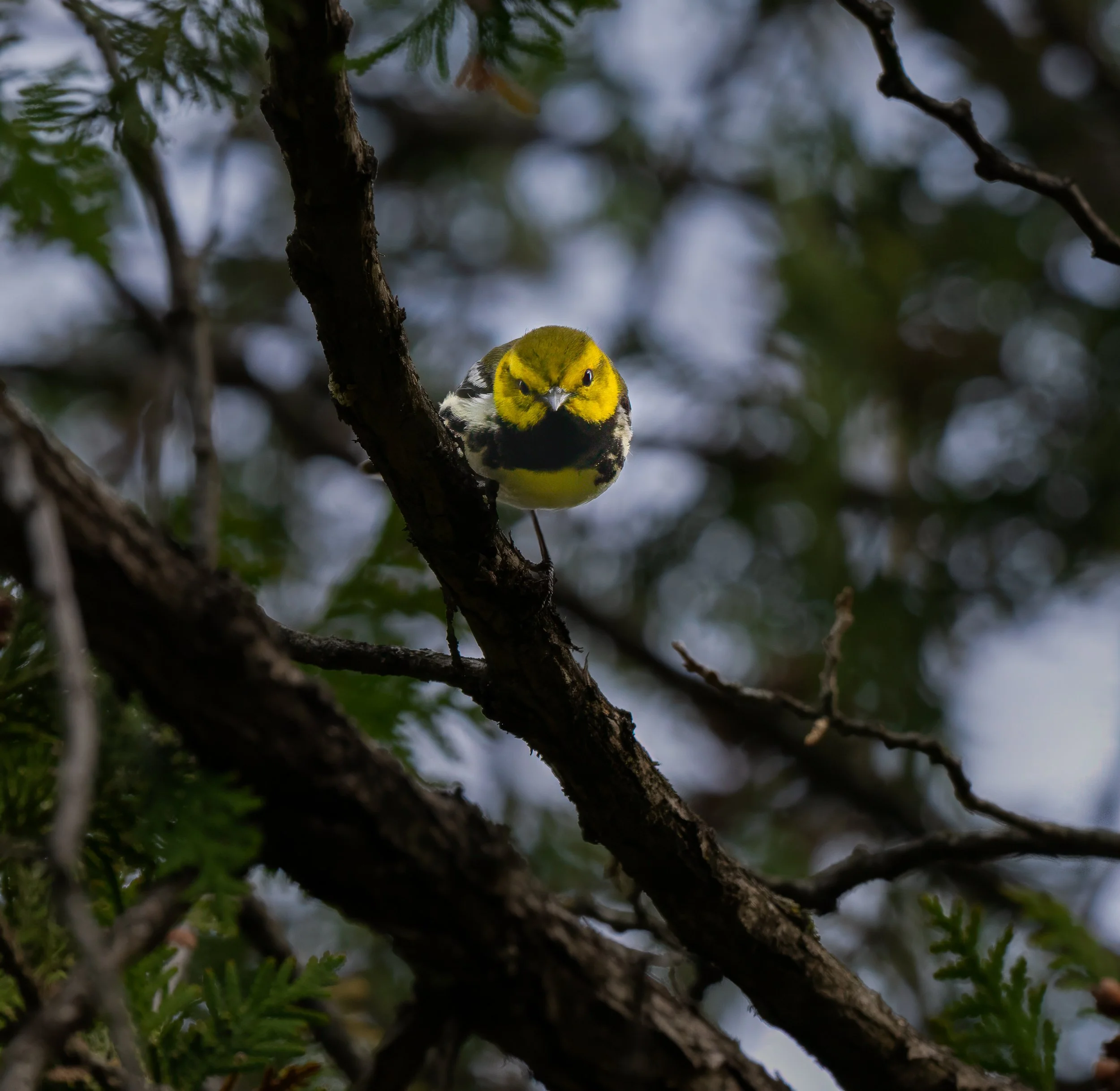 Green Warbler Stare