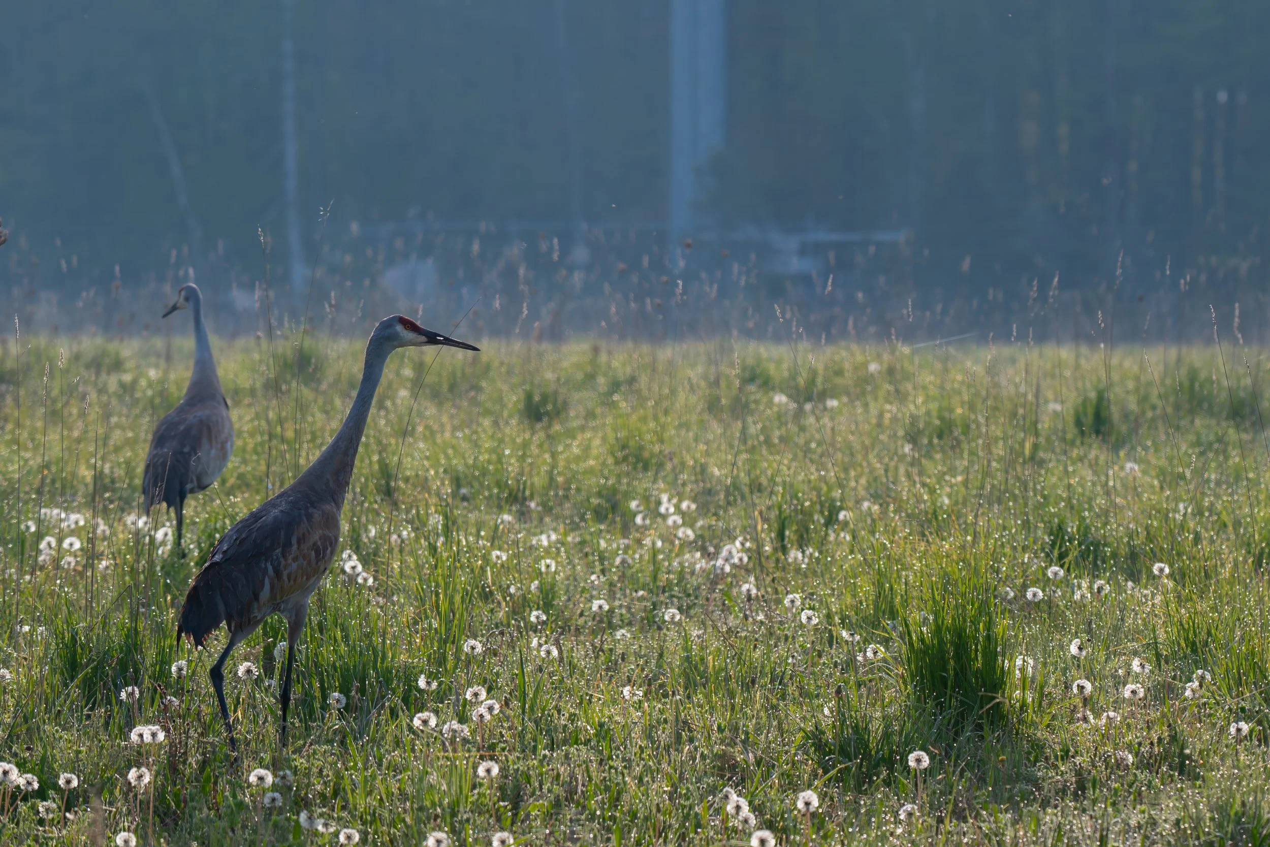 Sandhill Morning