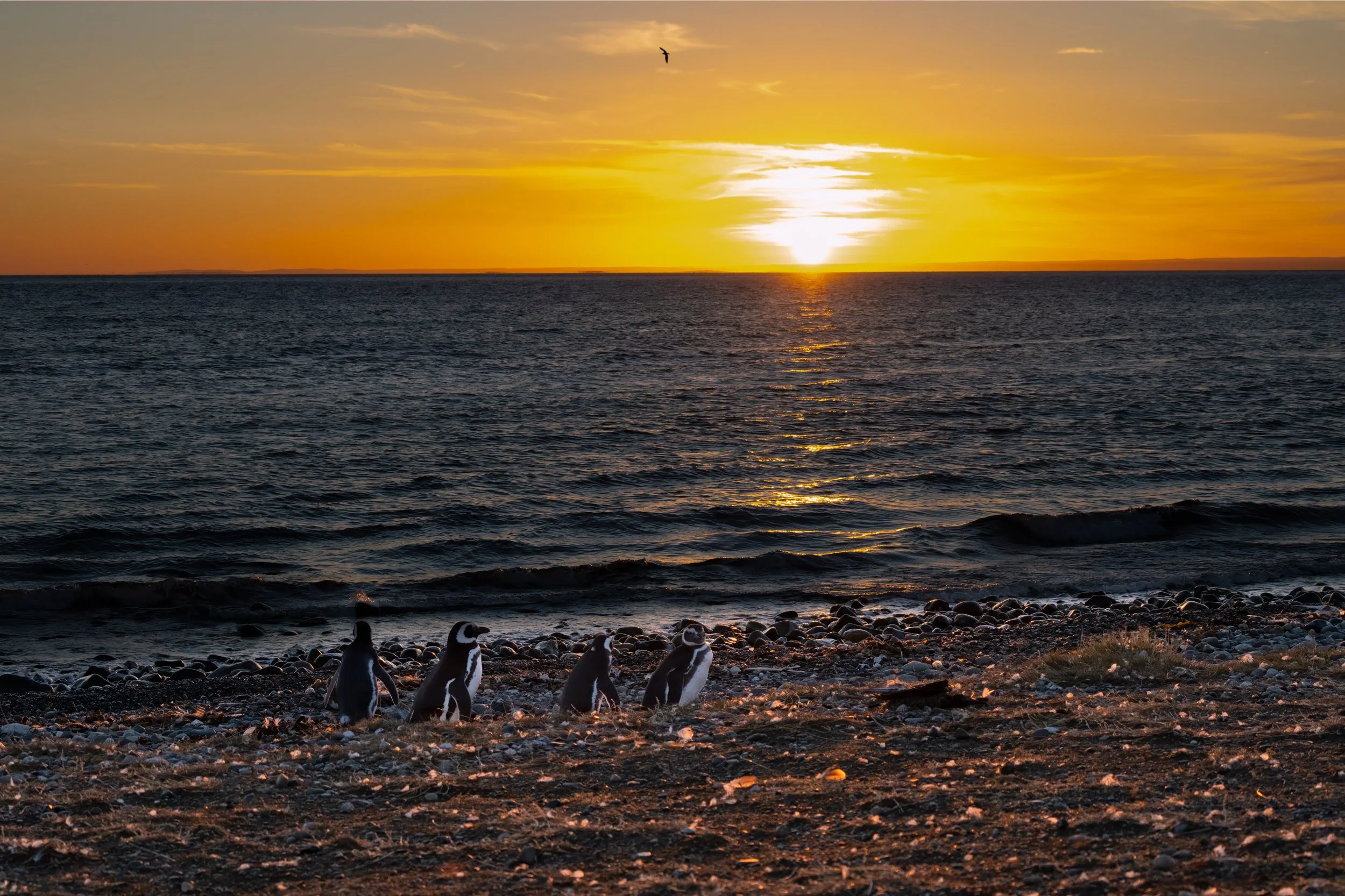 Sunrise Penguins
