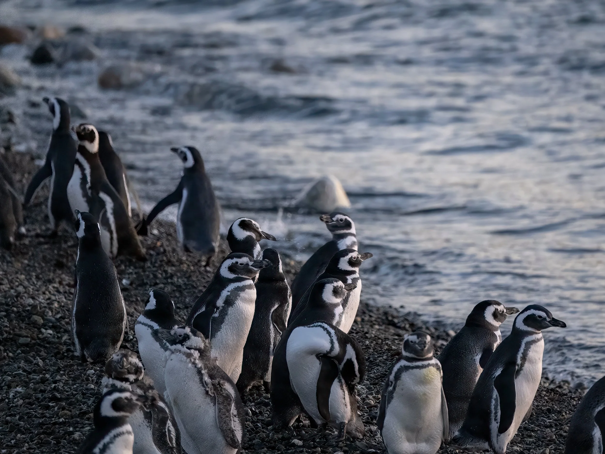 Magellanic Penguins Patagonia
