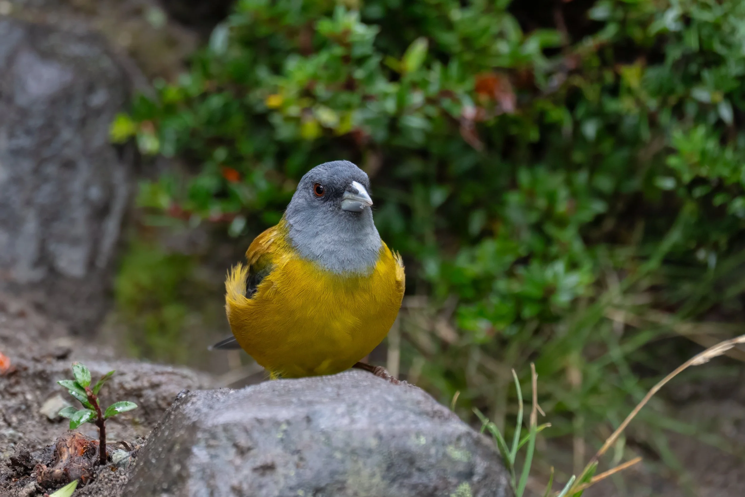 Sierra Finch, Patagonia