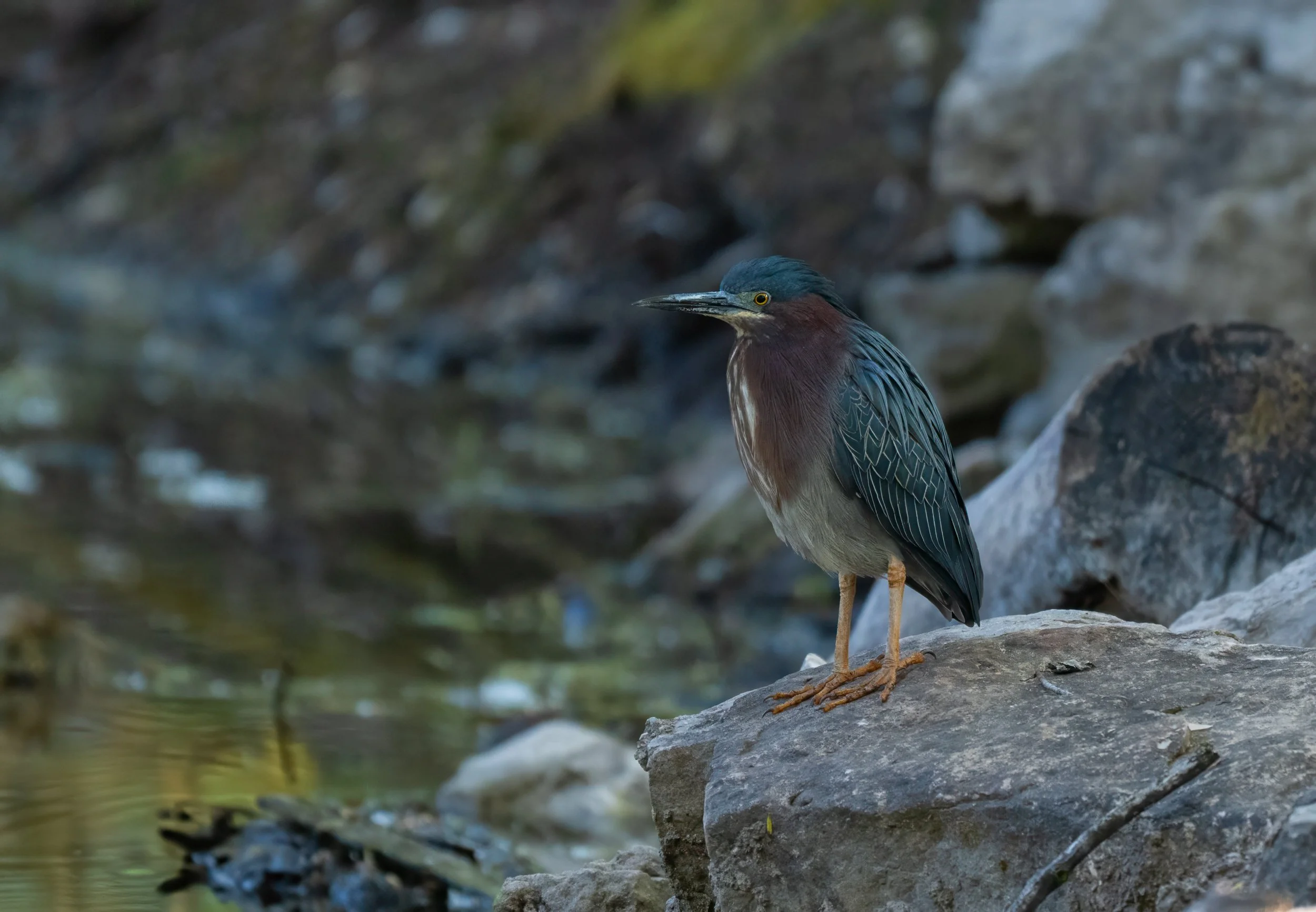 Green Heron Watching