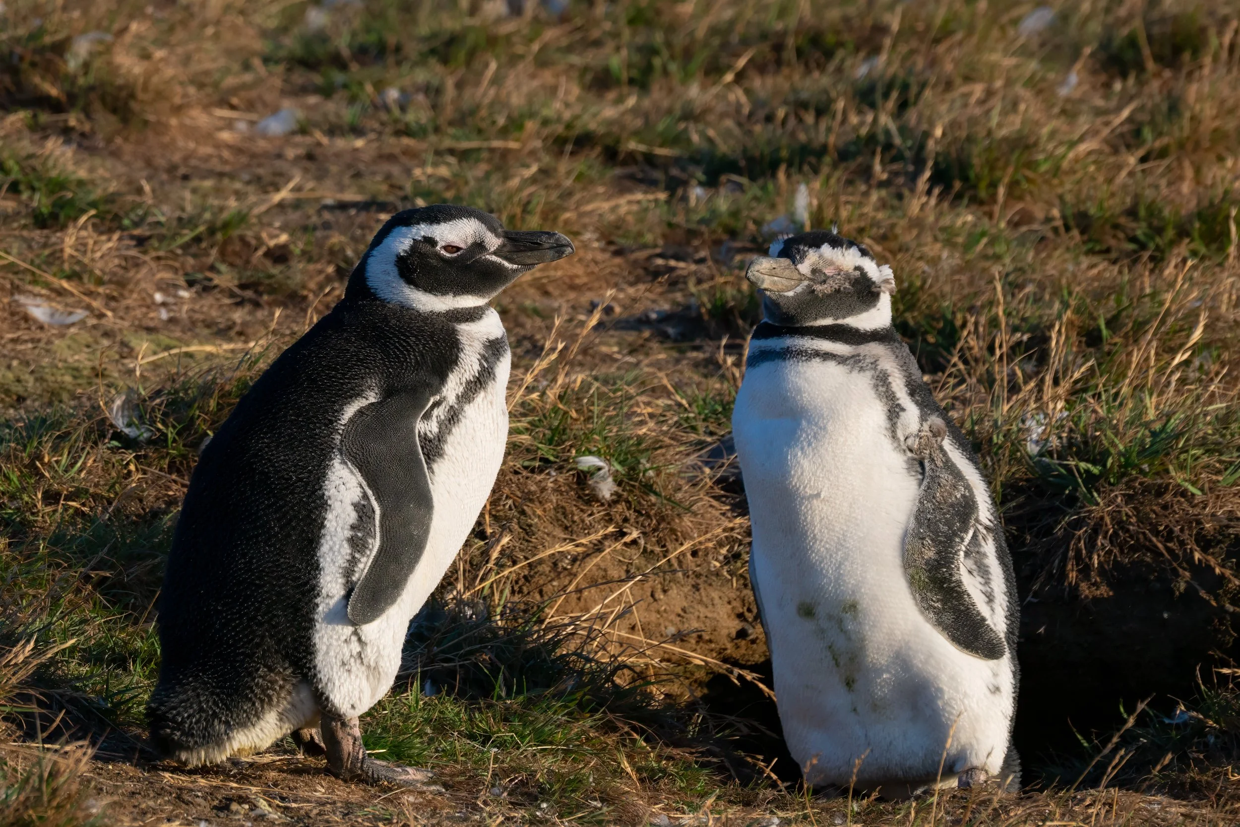 Pair of Penguins