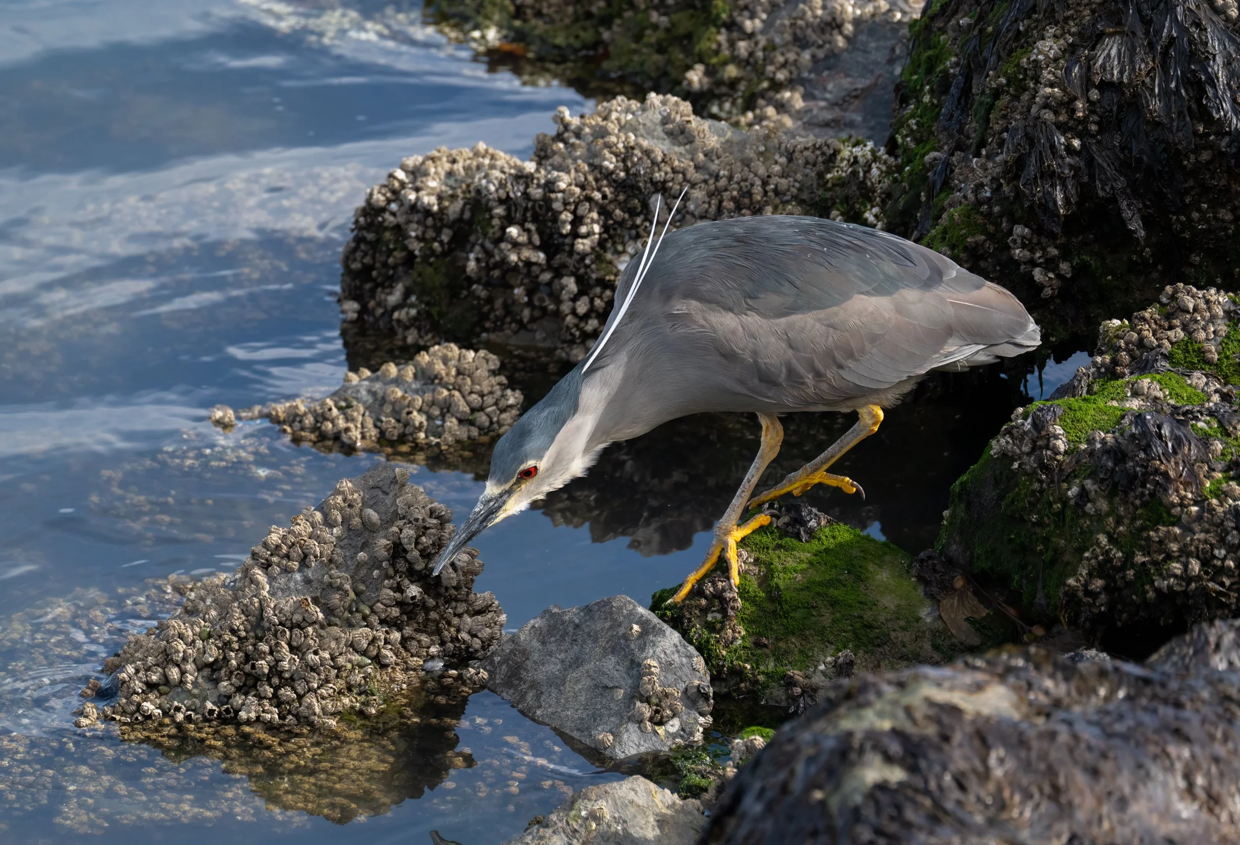 Night Heron fishing in Ushuaia, Argentina