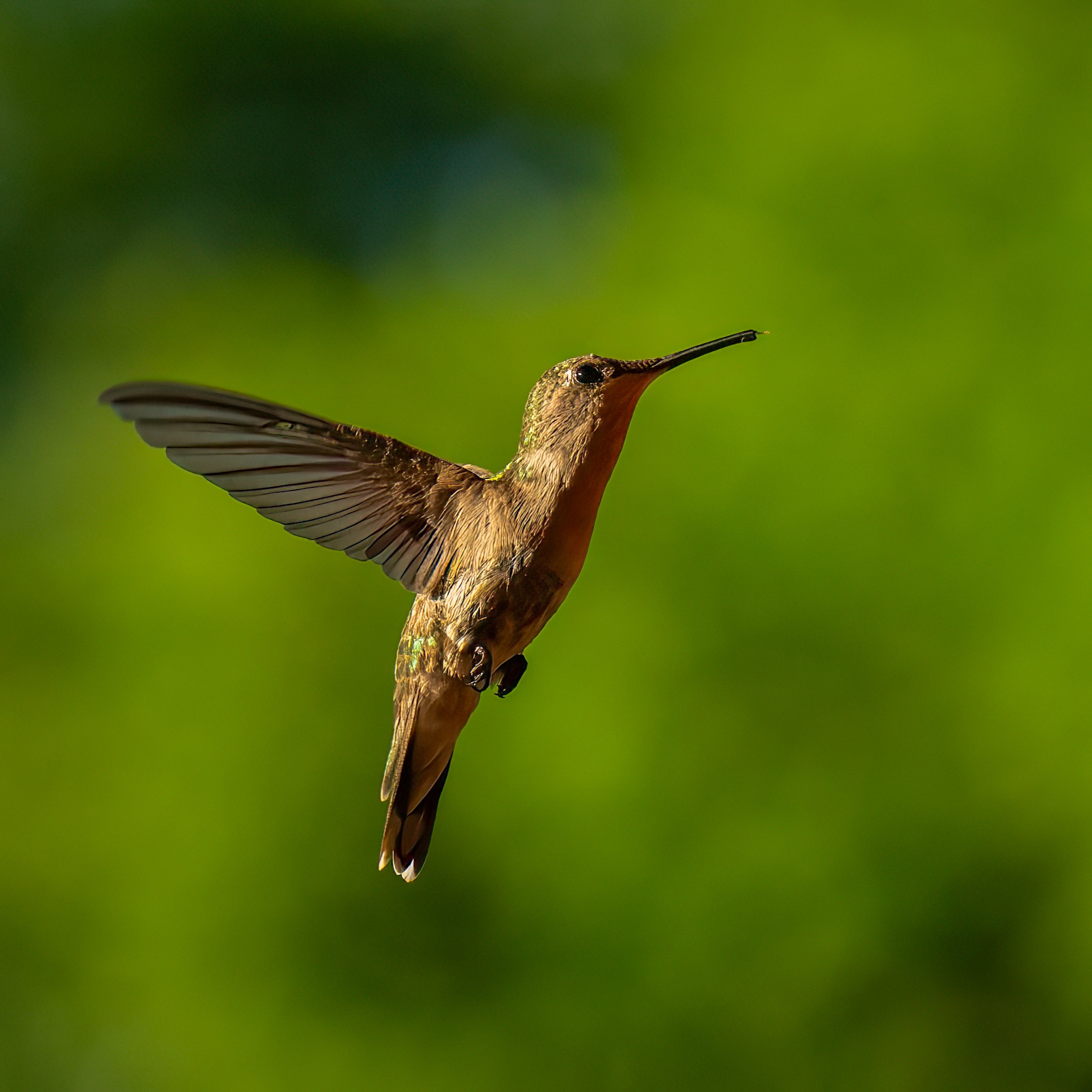 Humming Bird Approaching Lunch
