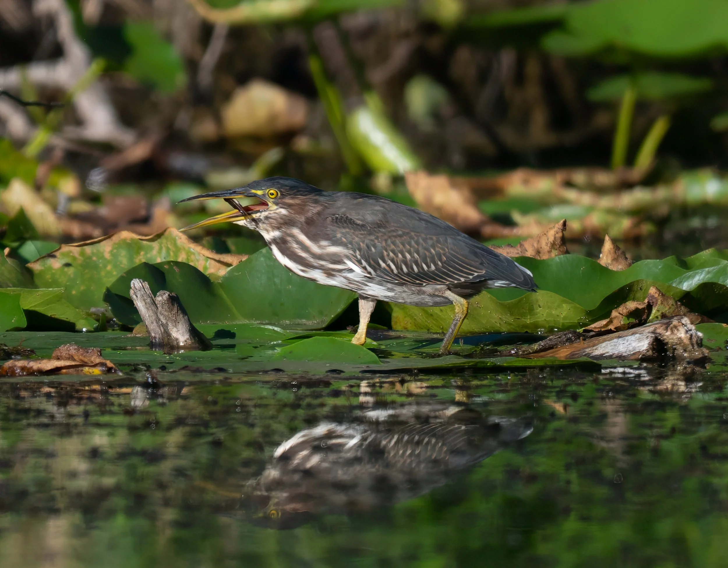 Green Heron Feeding