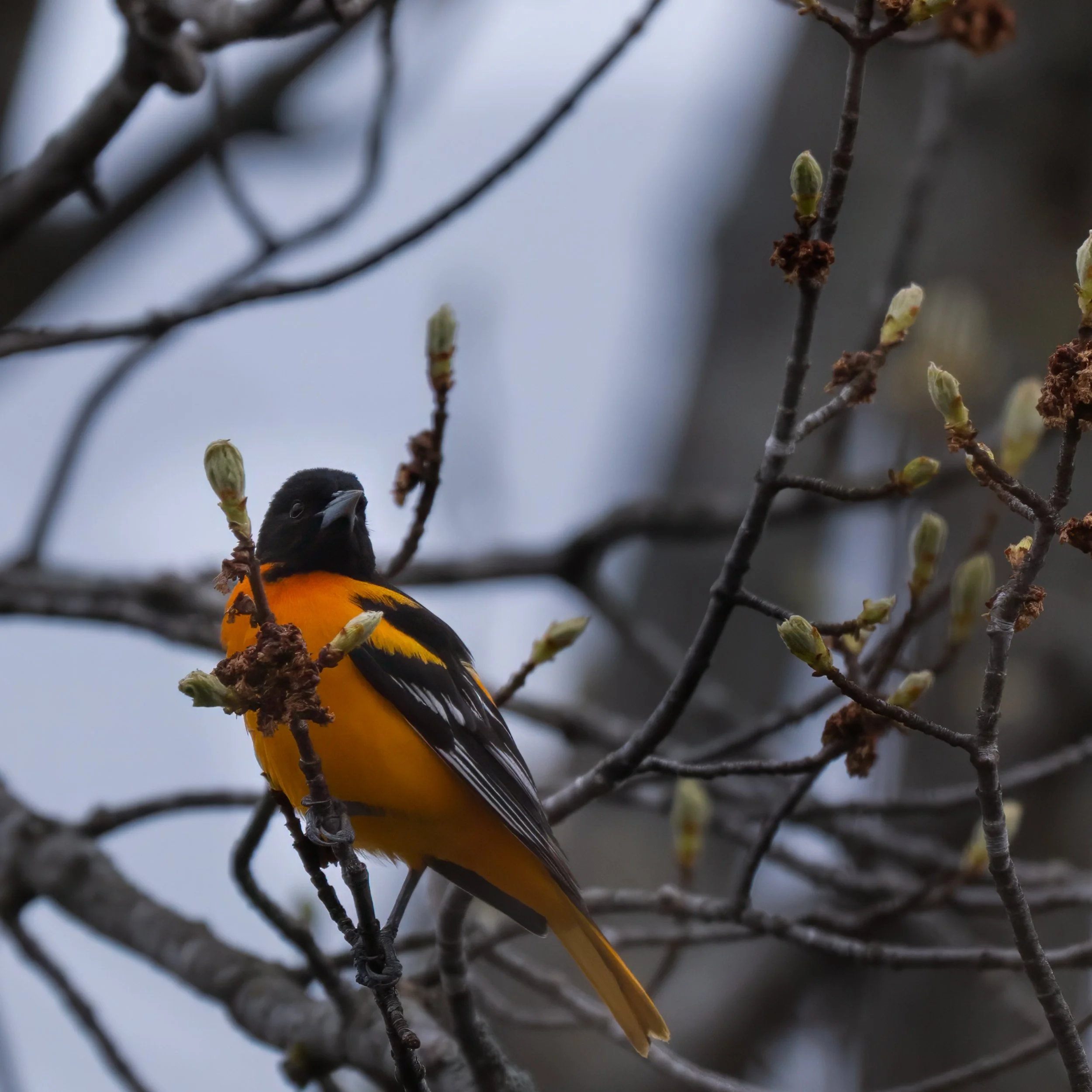 Oriole