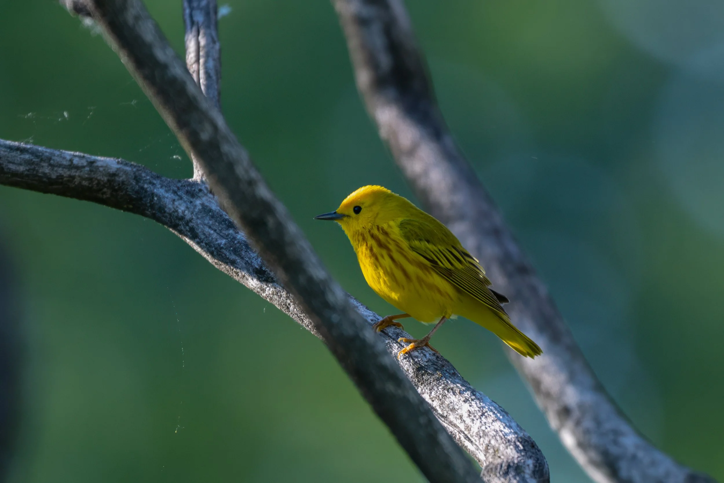 Yellow Warbler sitting still
